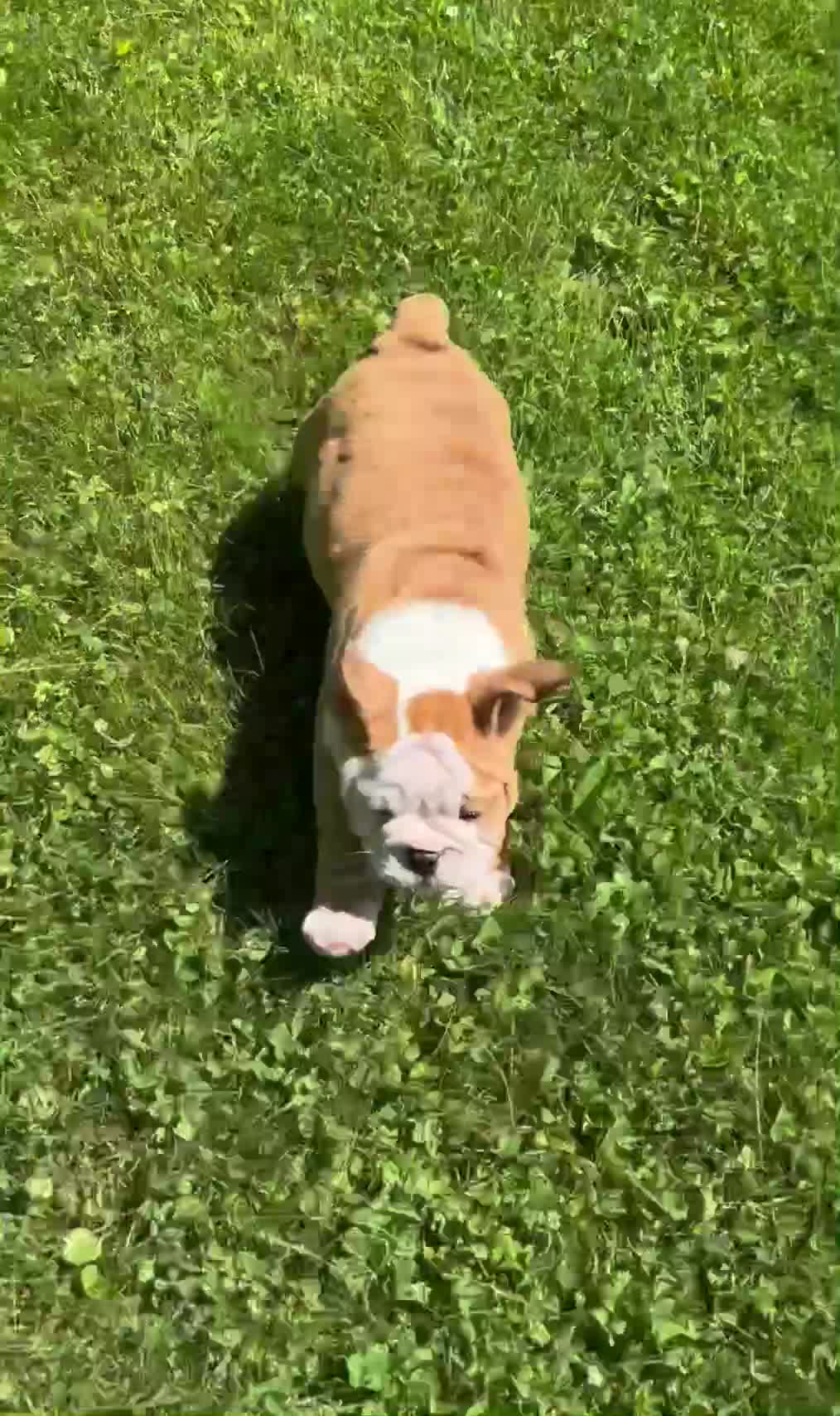 English Bulldog dogs for sale: Everest - Video 1