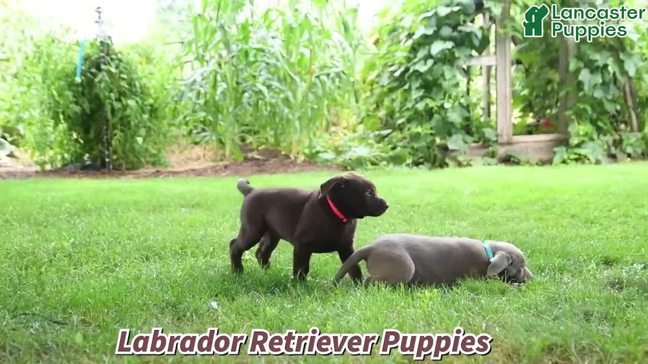 Labrador Retriever dogs for sale: Hope - Video 1