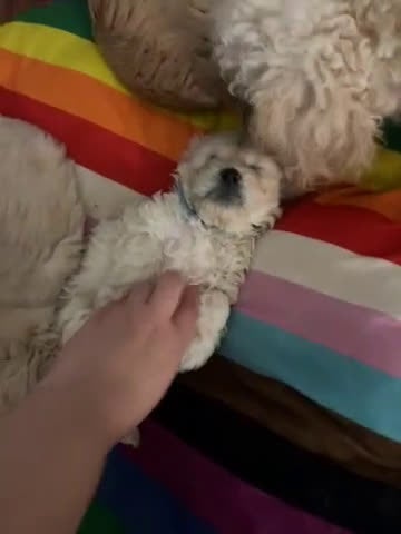 Mixed Breed dogs for sale: Curly - Video 1