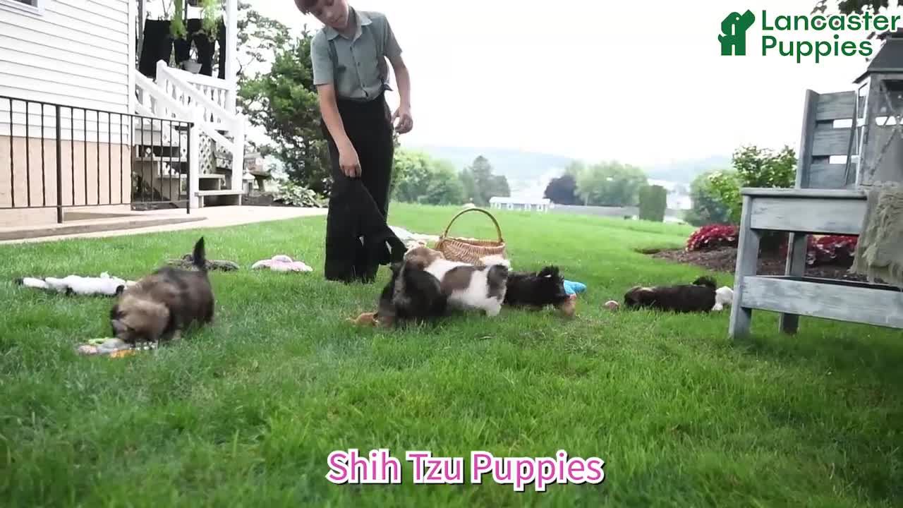 Shih Tzu dogs for sale: Harmony - Video 1