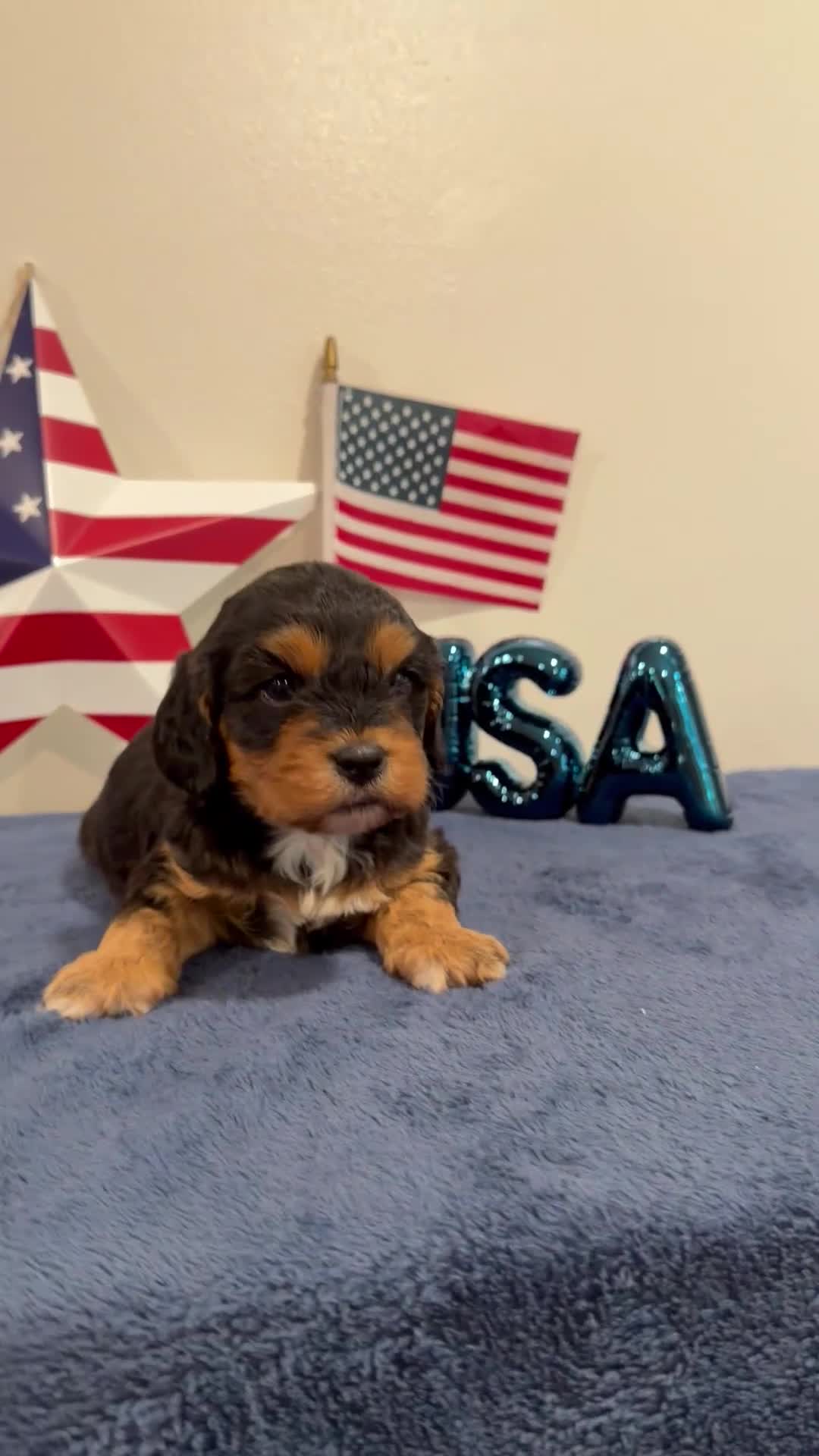 Cavapoo dogs for sale: Freedom - Video 1