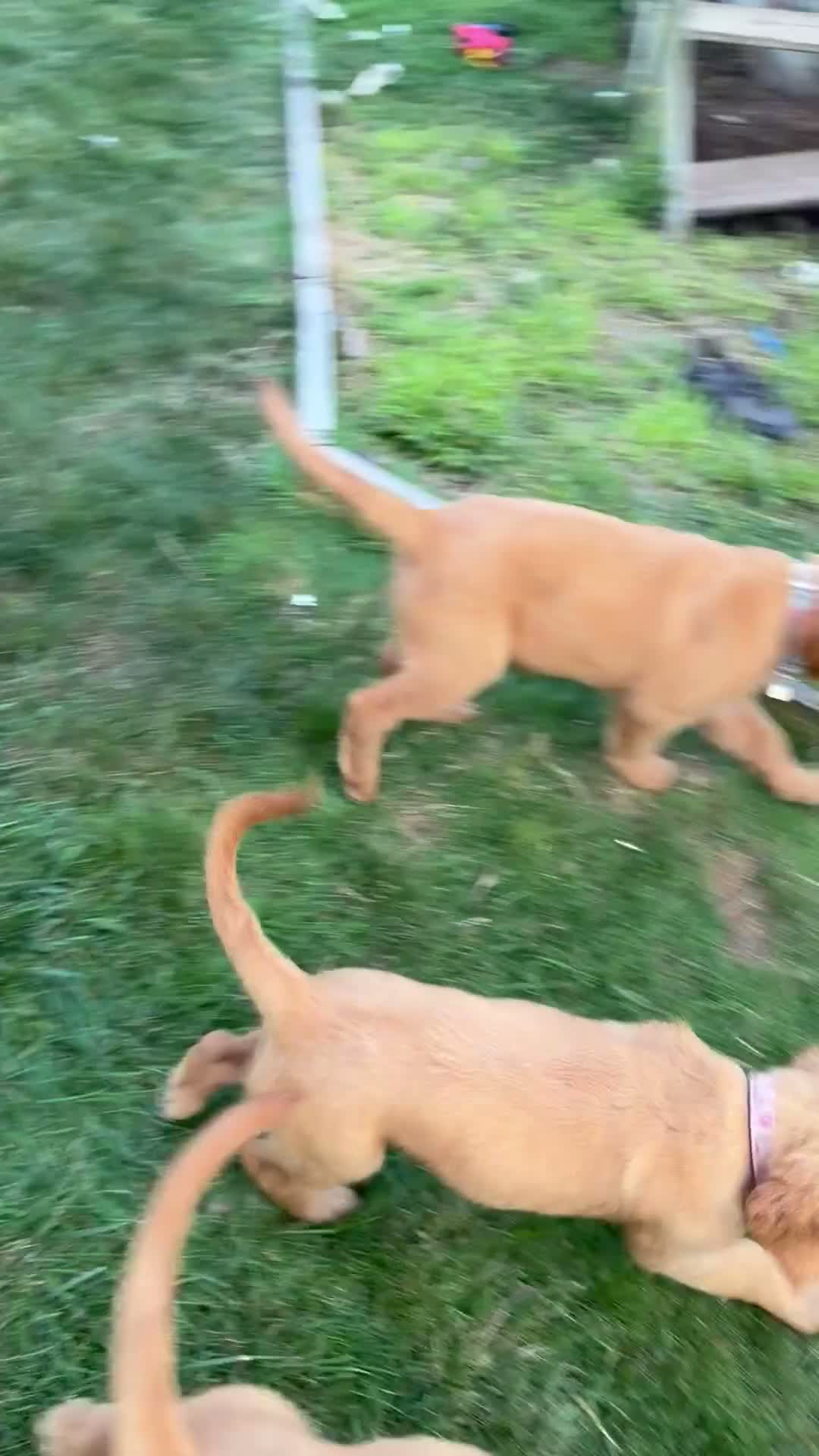Golden Retriever dogs for sale: Scarlet - Video 1