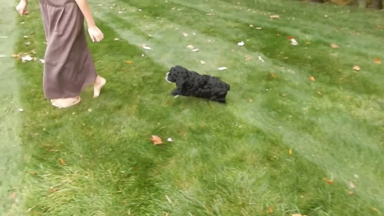 Cockapoo dogs for sale: Dakota - Video 1