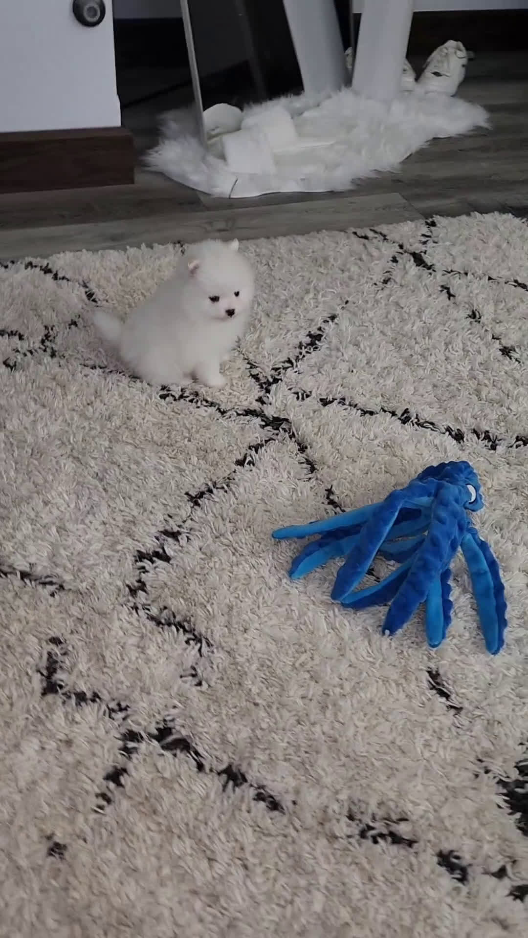 Pomeranian dogs for sale: Pomeranian Puppy 1Teddy - Video 2