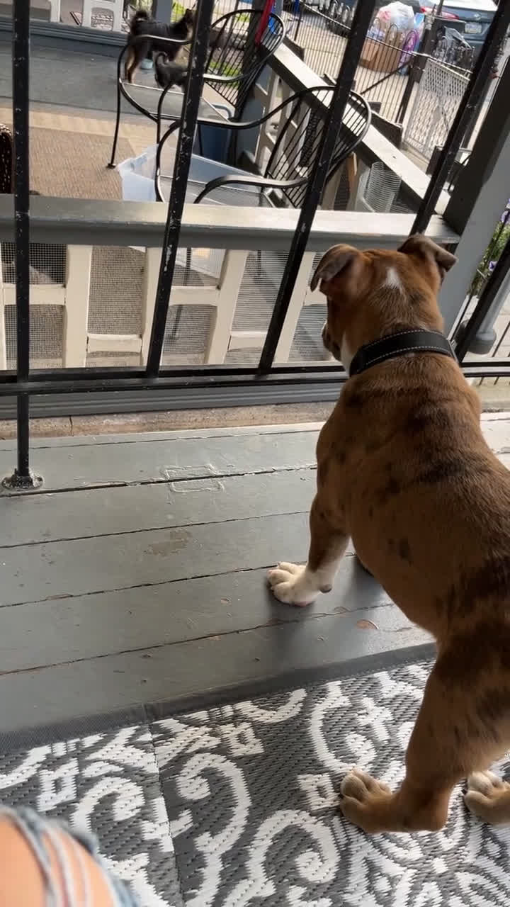 Mixed Breed dogs for sale: Mixed Breed Puppy 1 - Video 1