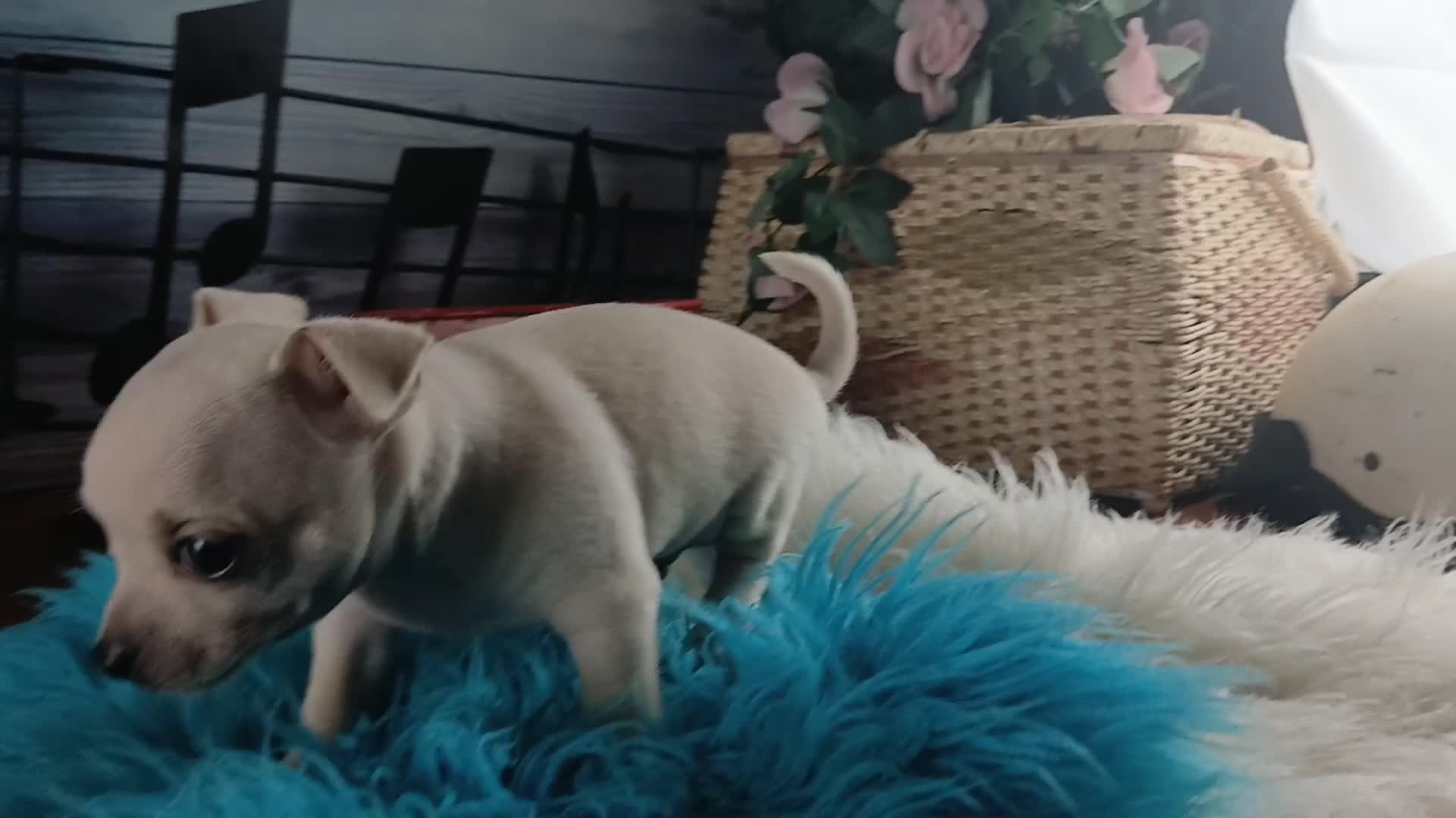 Chihuahua dogs for sale: Haleys cream boy. Hand Delivery  - Video 1