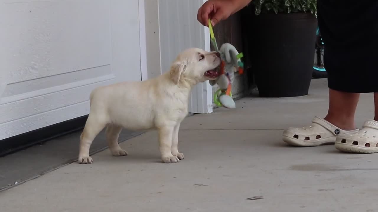 Labrador Retriever dogs for sale: Julep - Video 1