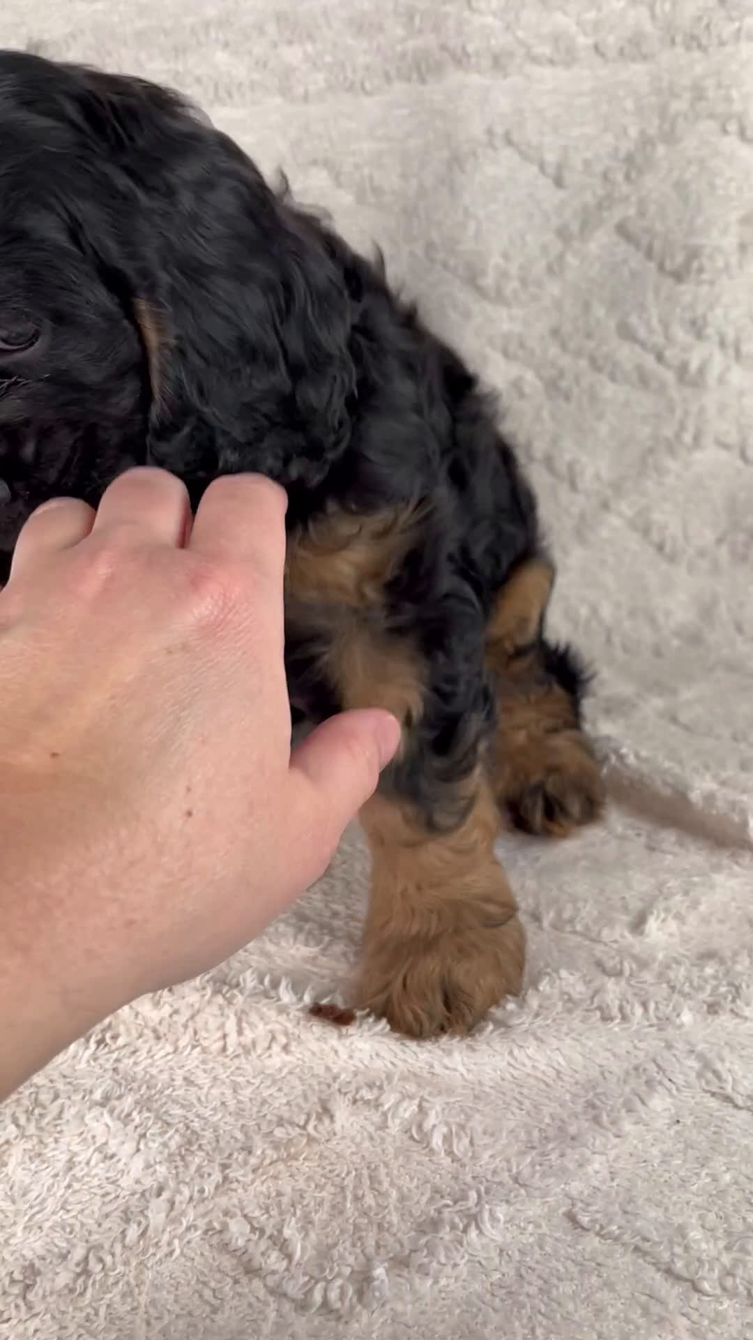 Cocker Spaniel dogs for sale: Copper - Video 1