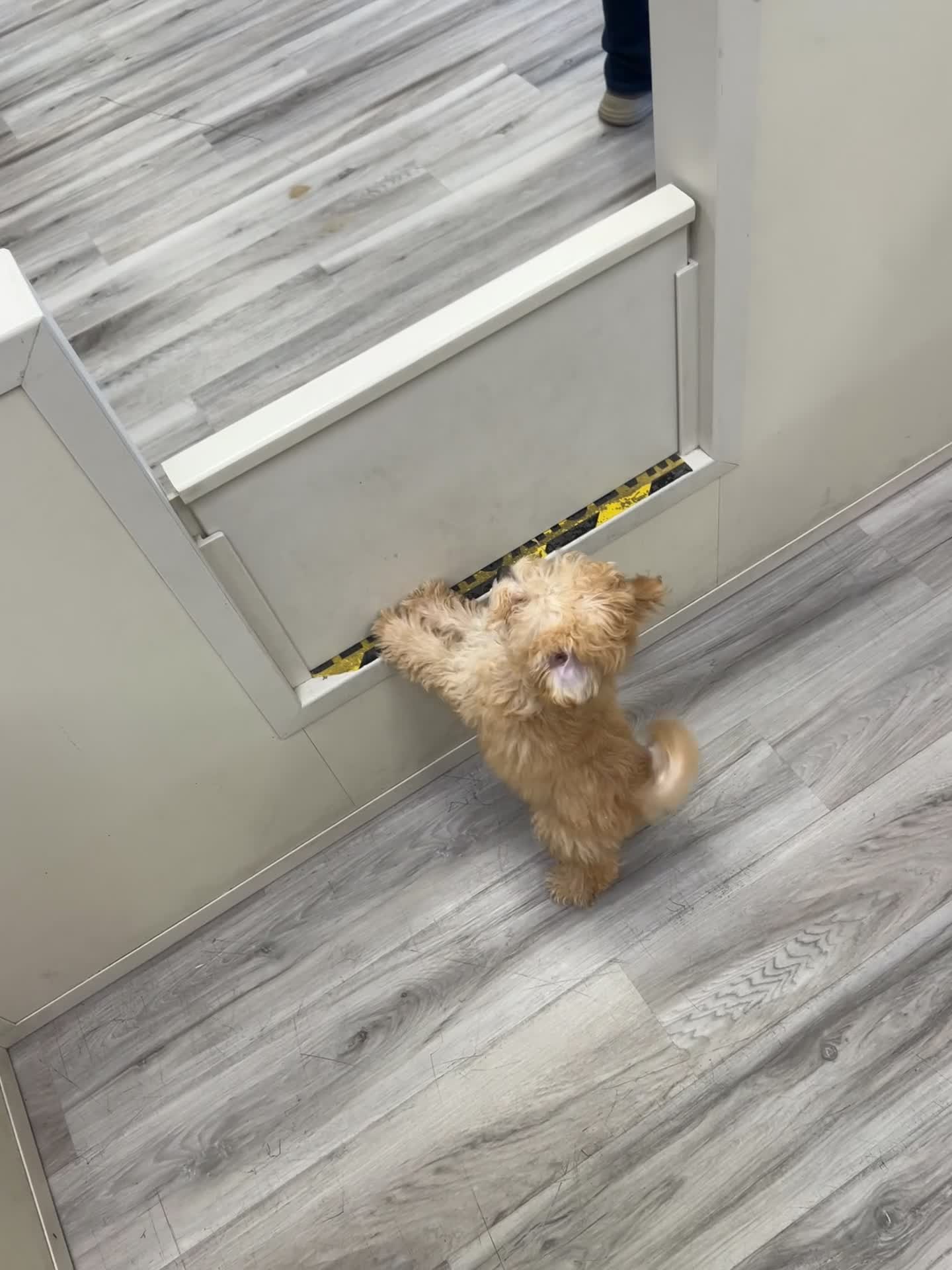 Bichpoo dogs for sale: Bichpoo Puppy 1 - Video 1