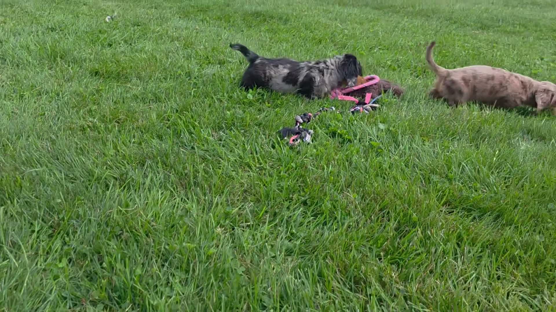 Miniature Dachshund dogs for sale: Chase - Video 1
