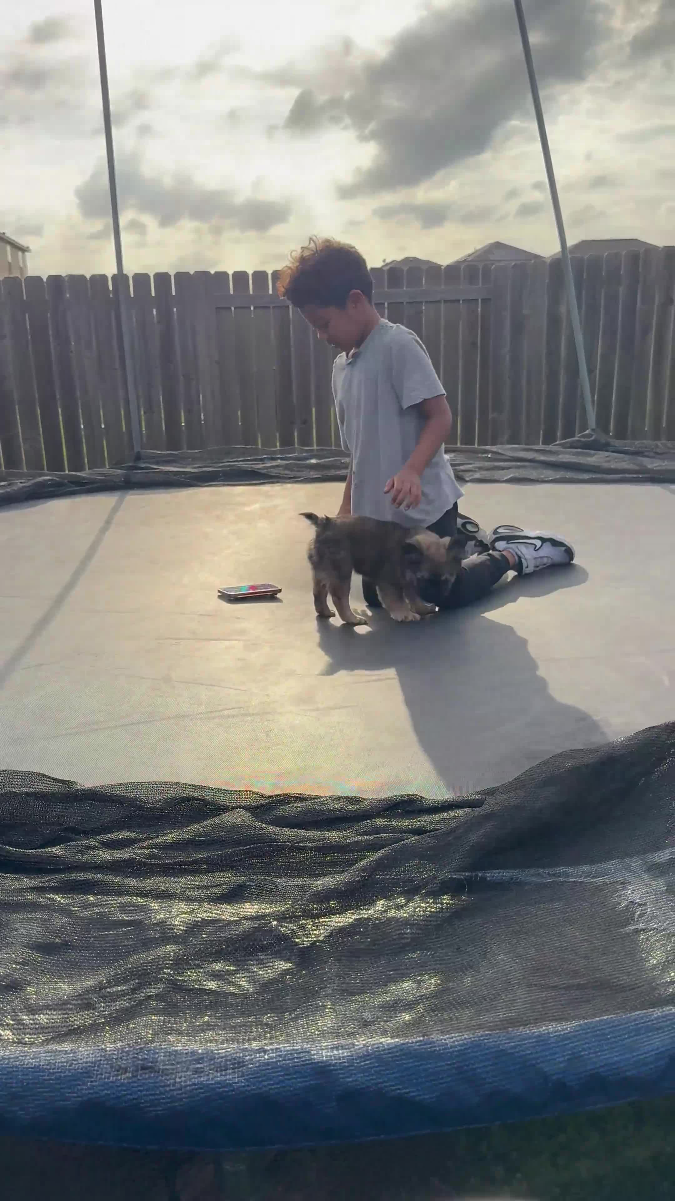 French Bulldog dogs for sale: Fluffy French Bulldog Female - Video 1