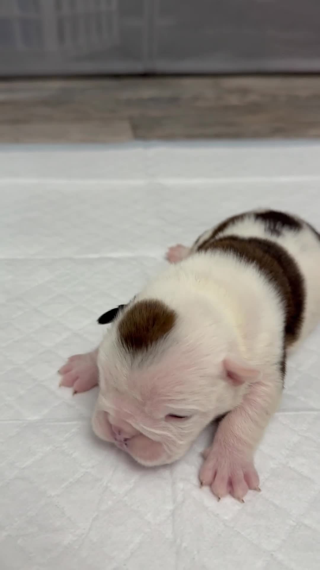 English Bulldog dogs for sale: Charlotte - Video 2