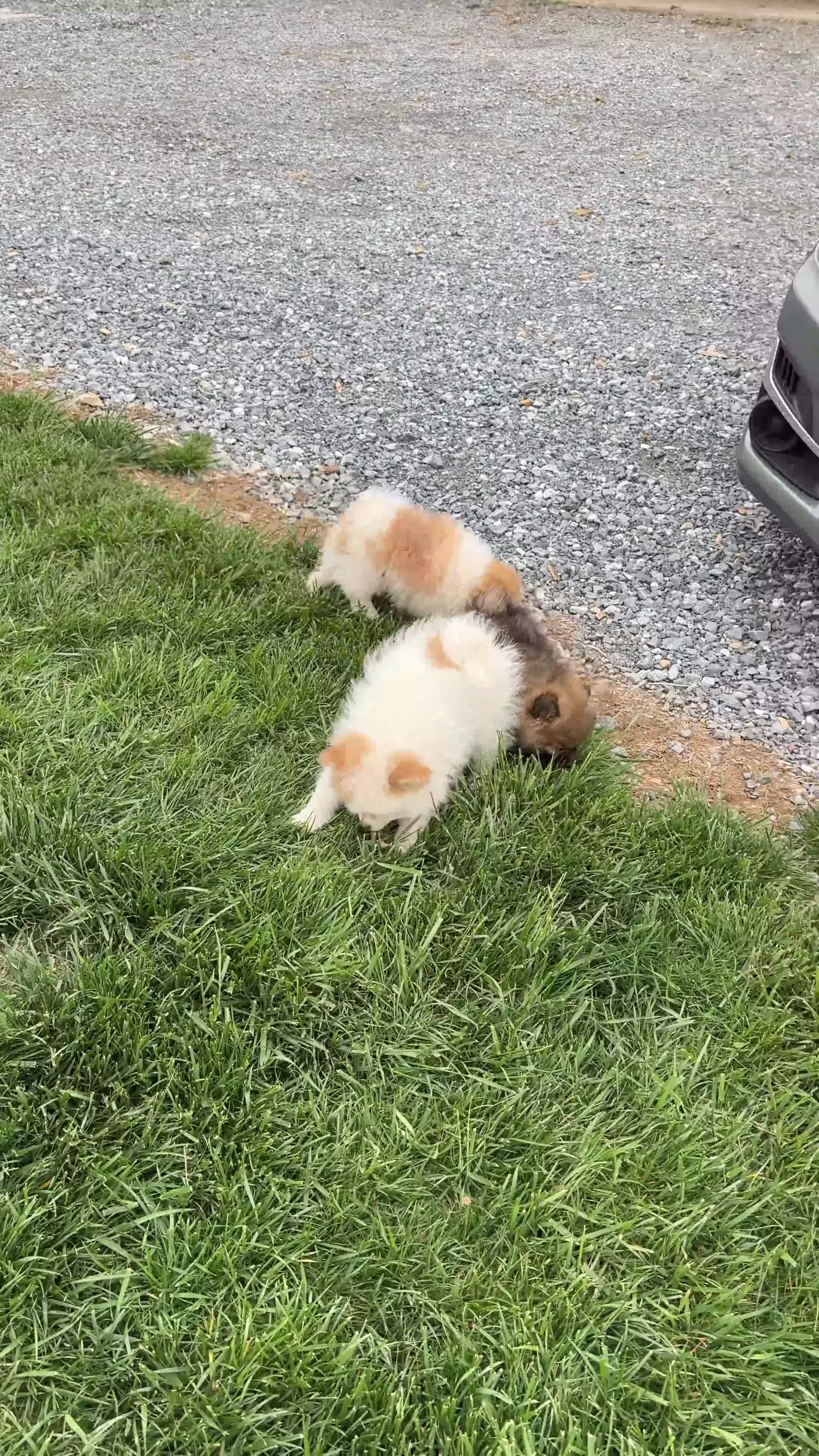 Pomeranian dogs for sale: Poppy - Video 1