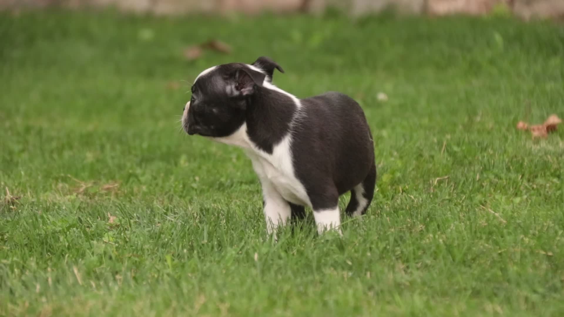 Boston Terrier dogs for sale: Blossom Boston Terrier  - Video 1