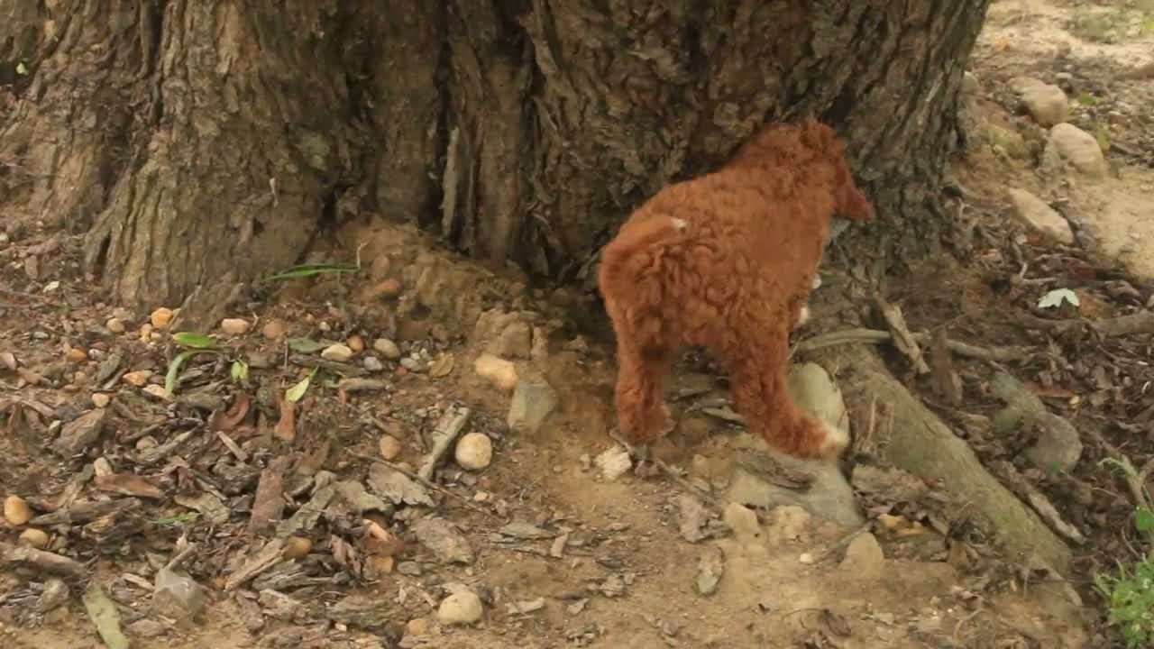 Cavapoo dogs for sale: Rory Cavapoo  - Video 3