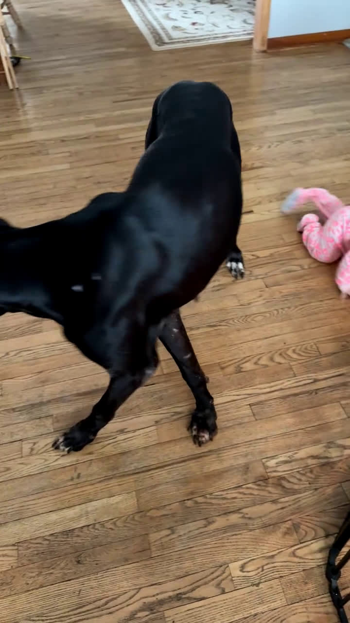 Great Dane dogs for sale: Great Dane adult  - Video 1