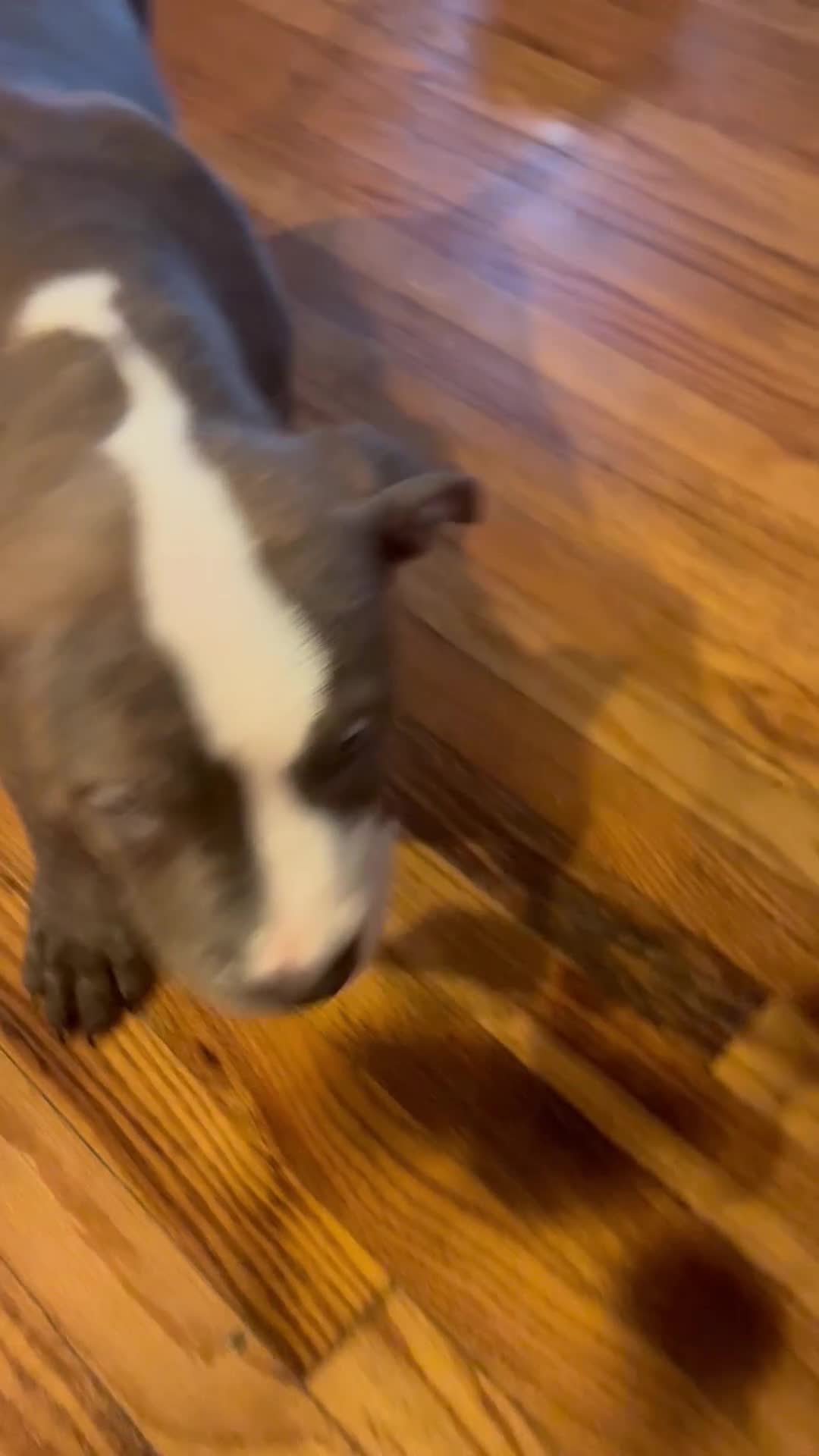 American Bully dogs for sale: Phantom  - Video 2
