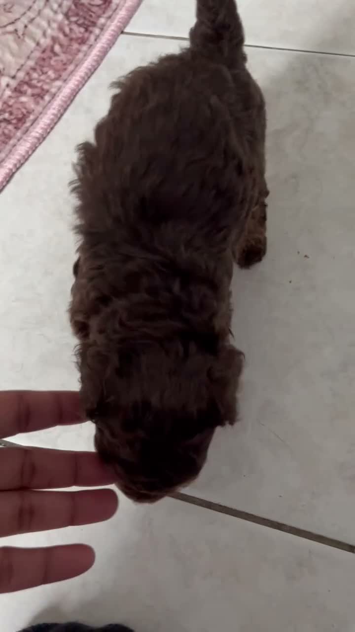 Toy Poodle dogs for sale: Honey  - Video 2