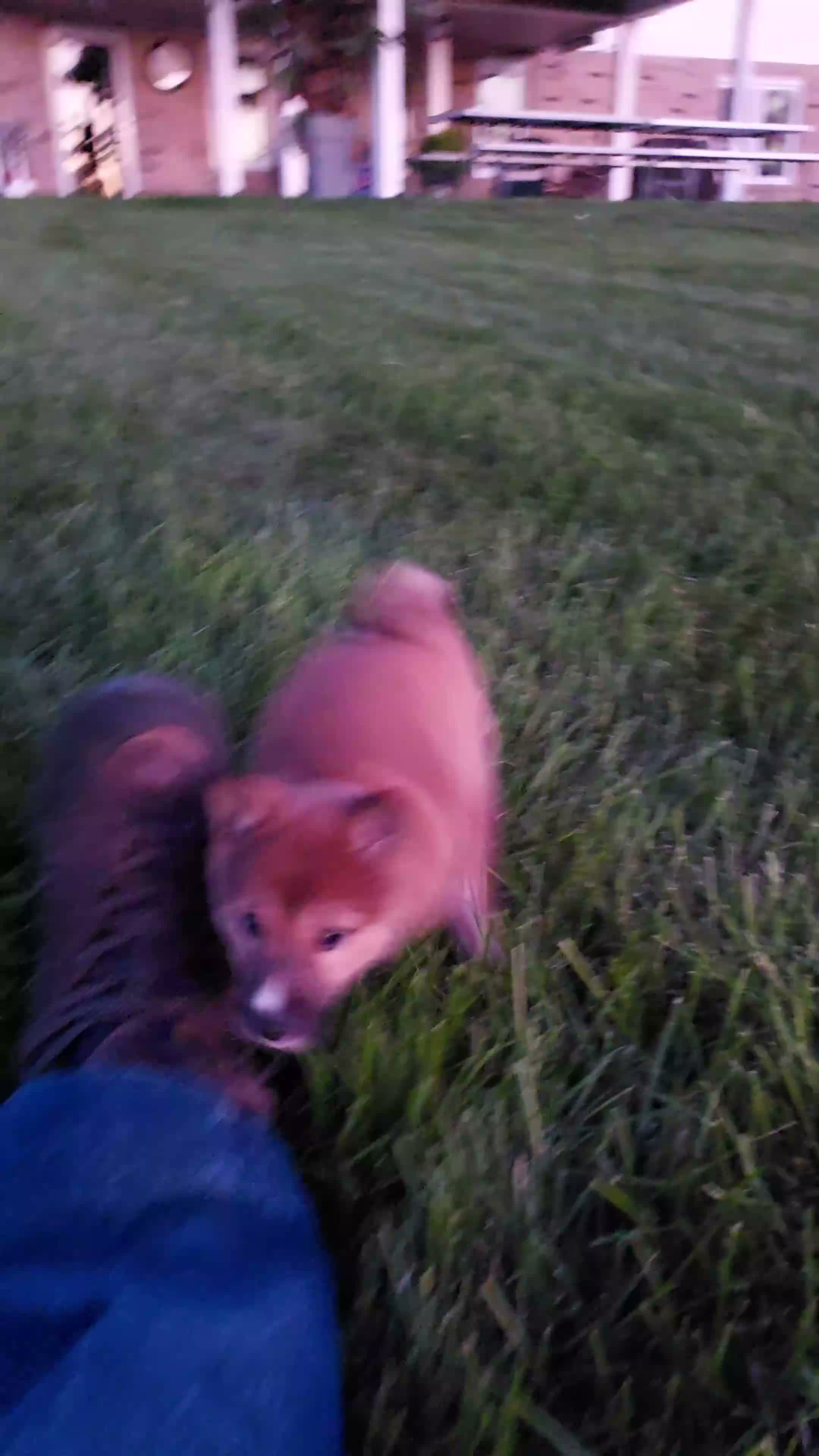 Shiba Inu dogs for sale: Sophi  - Video 1