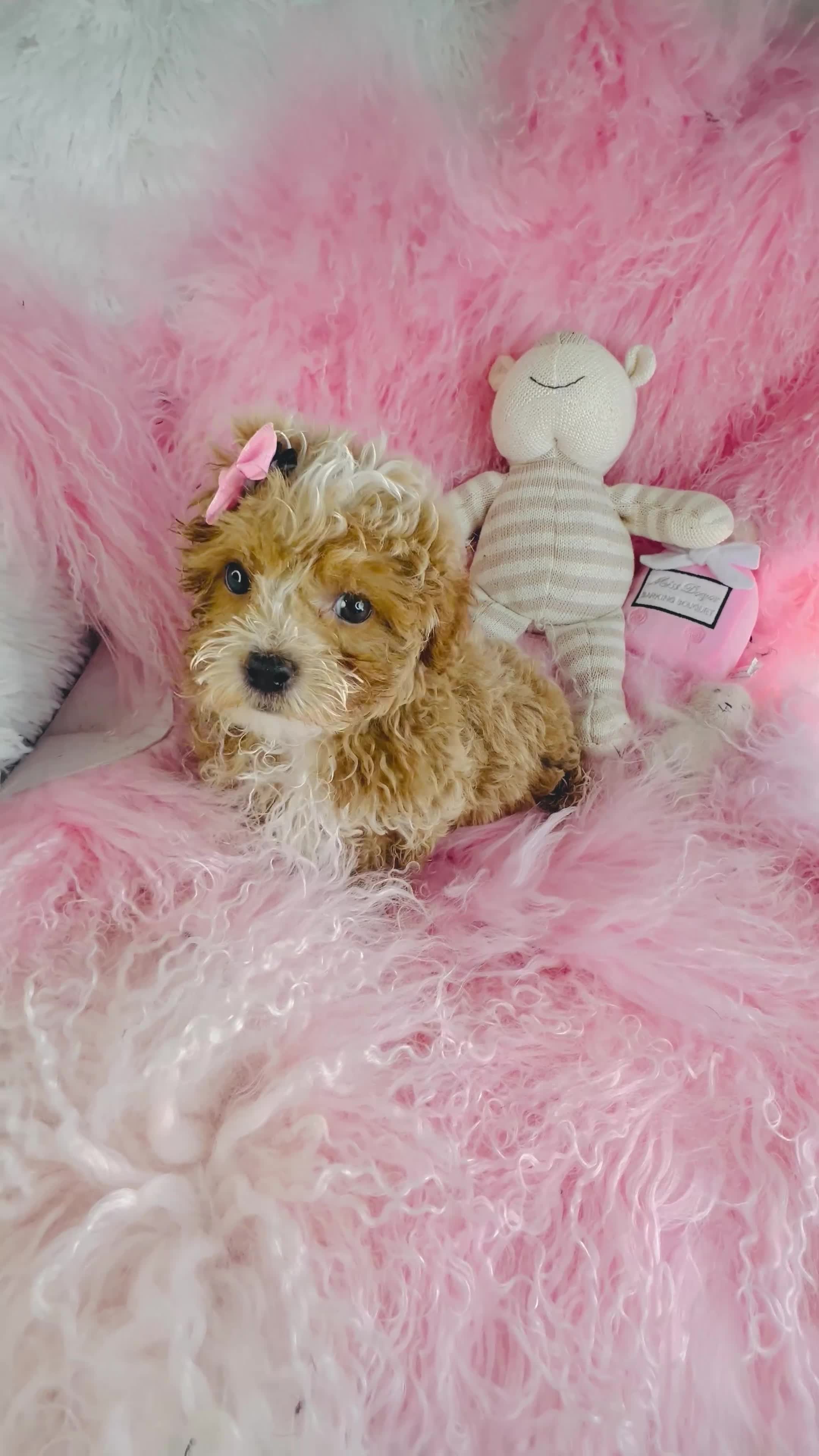 Cavapoo dogs for sale: Cavapoo 1 - Video 1