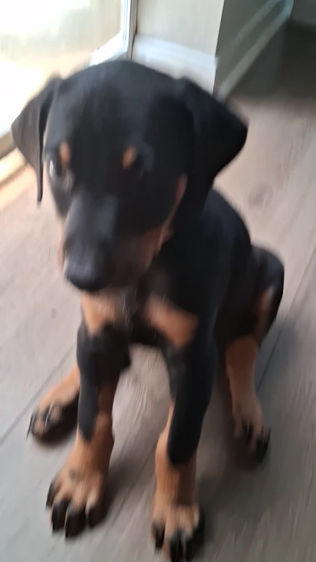 Doberman Pinscher dogs for sale: Doberman Pinscher Puppy 2 - Video 1