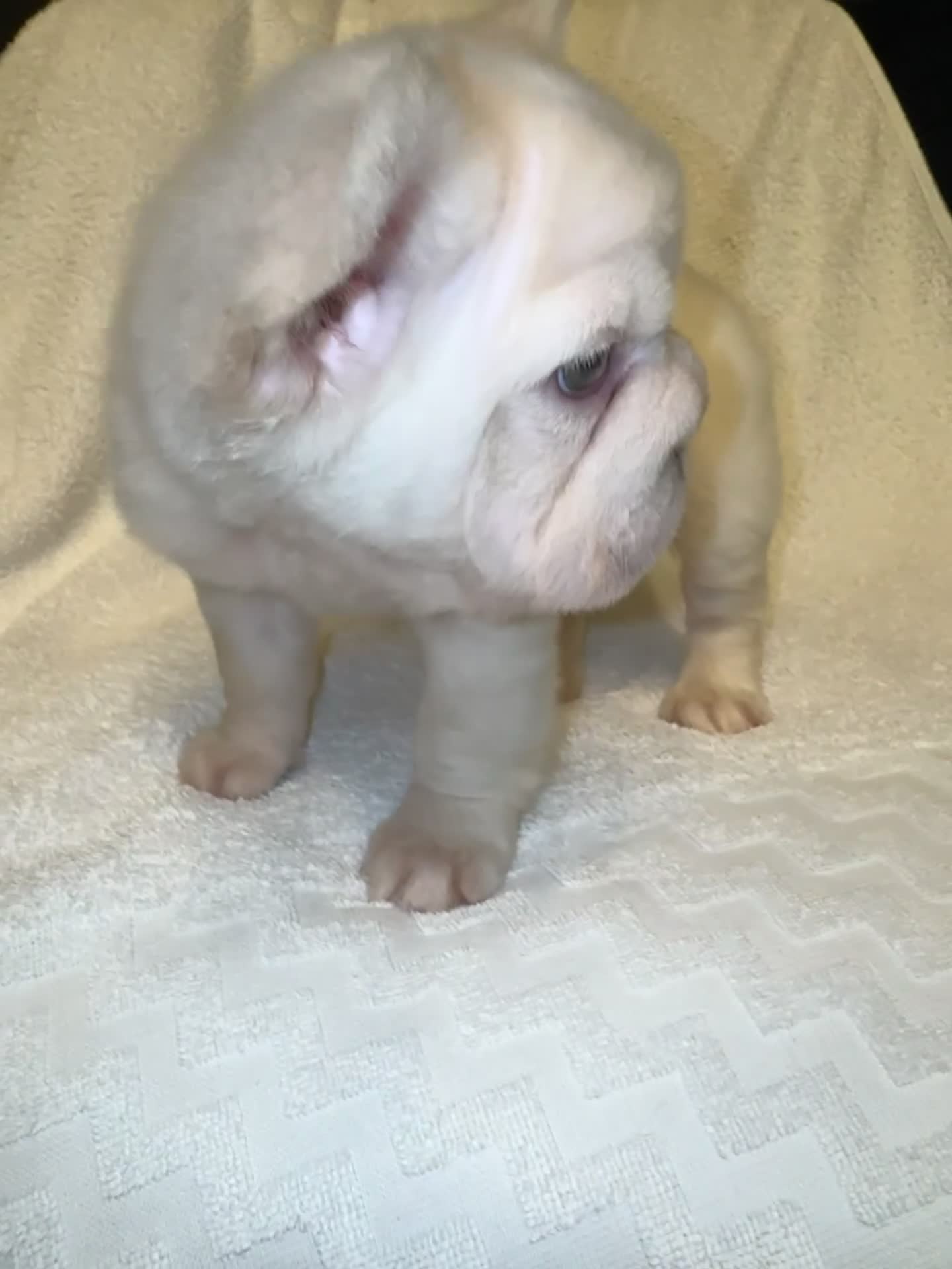 French Bulldog dogs for sale: Cali - Video 1