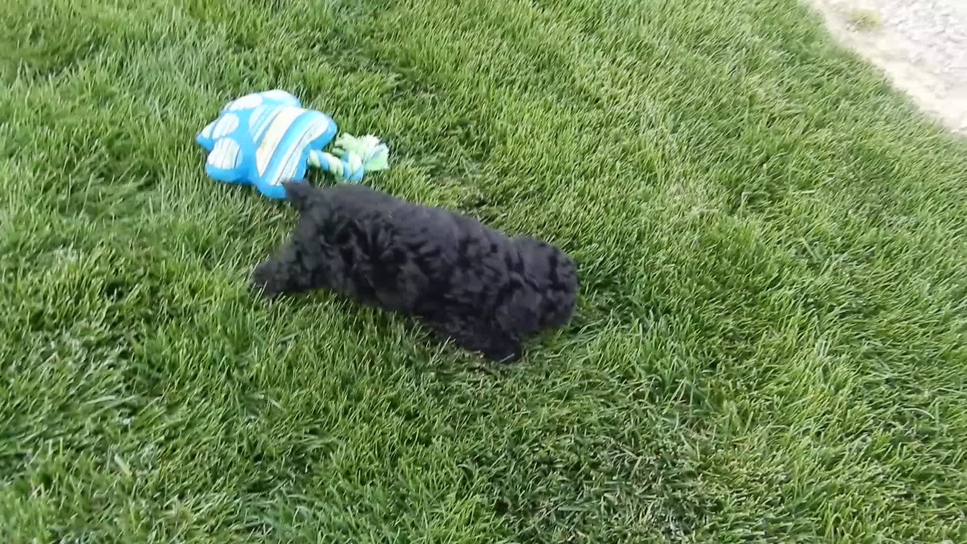 Cockapoo dogs for sale: Jet - Video 1