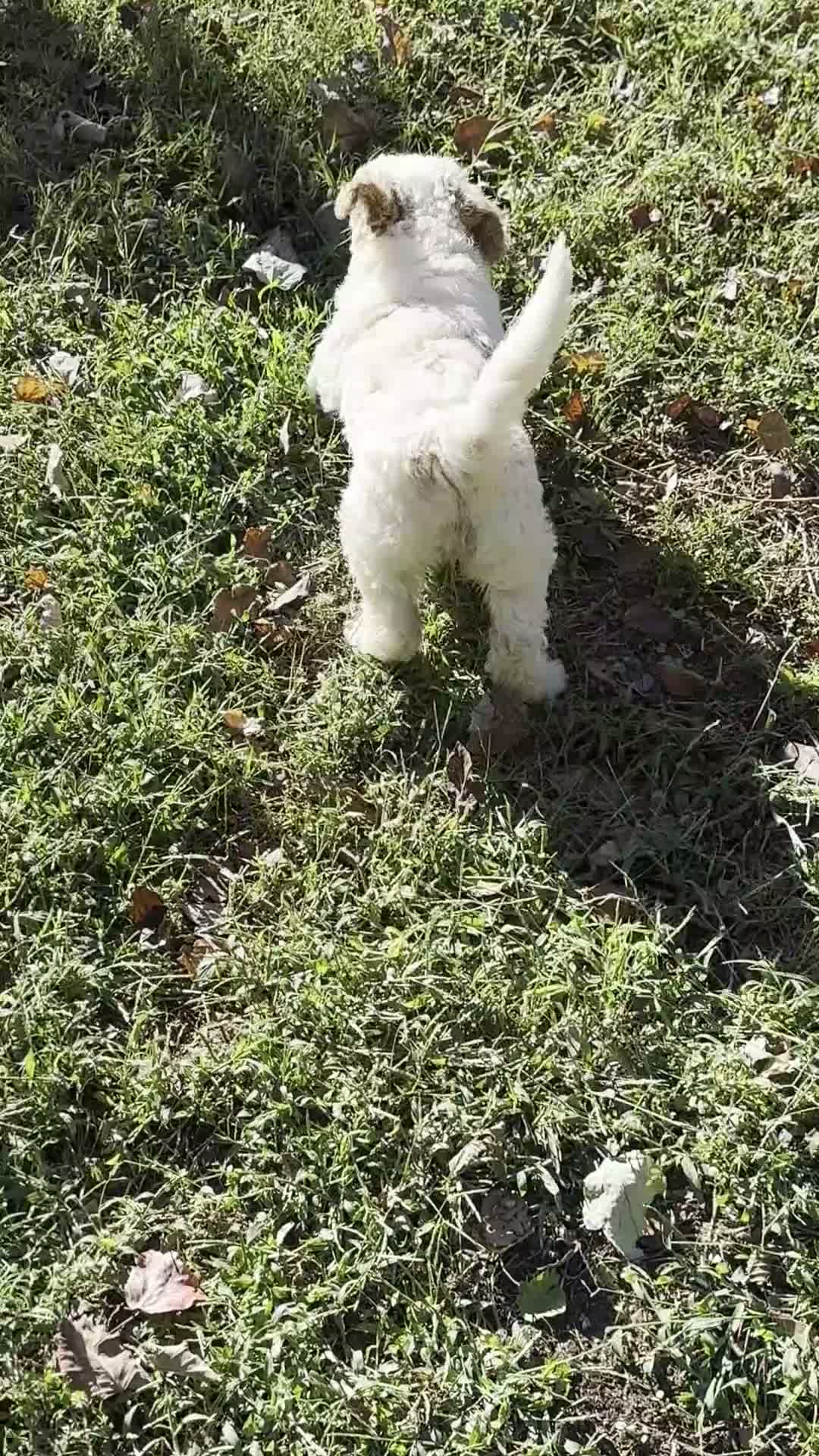 Mini Bernedoodle dogs for sale: Dahlia - Video 1