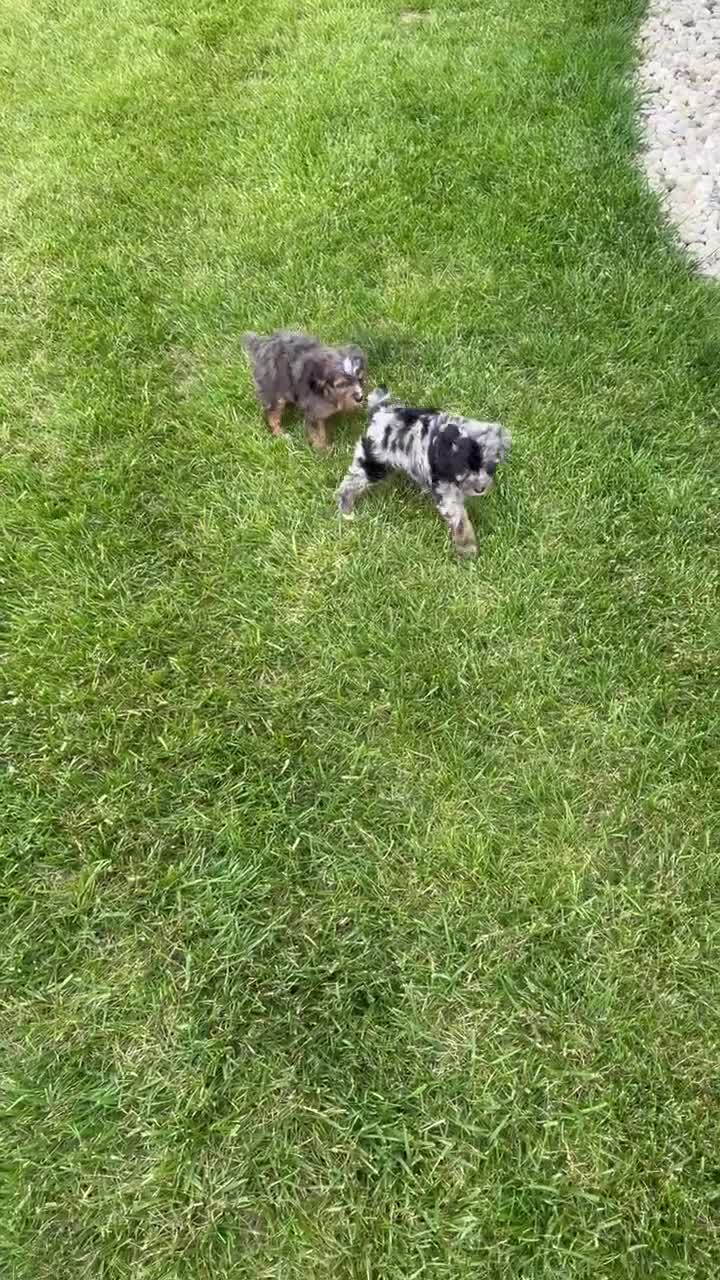 Mini Aussiedoodle dogs for sale: Mini Asher - Video 3