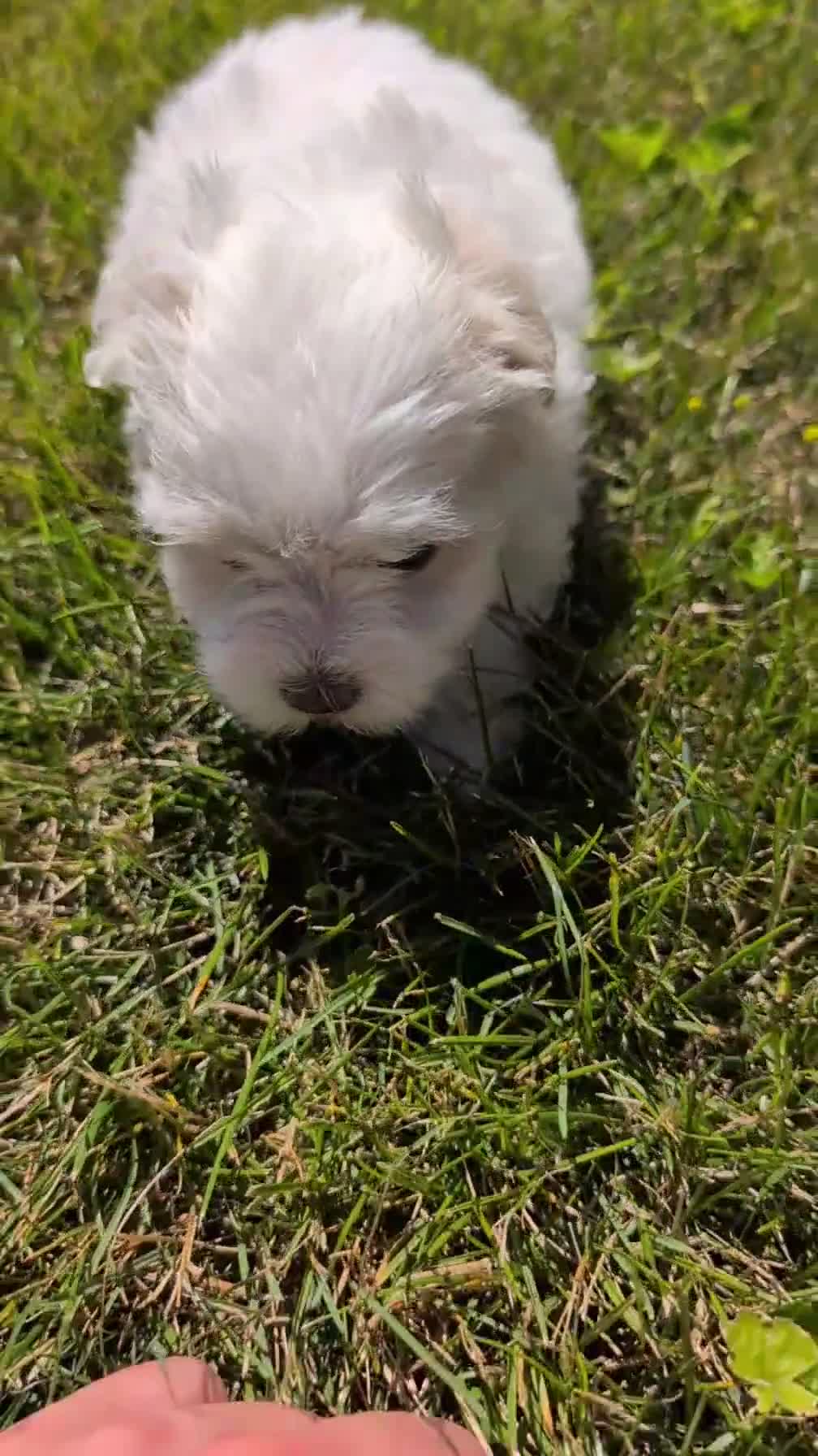 Havanese dogs for sale: Tessa - Video 1