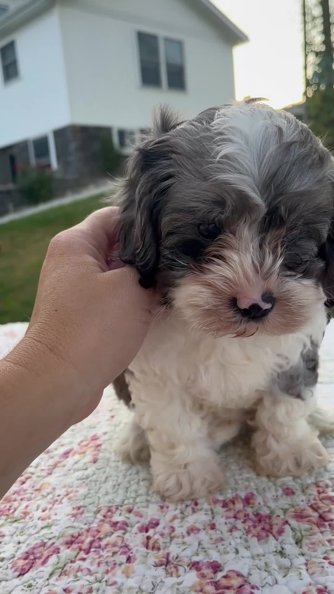 Cavapoo dogs for sale: Queenie - Video 1