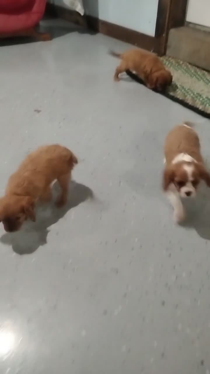Cavalier King Charles Spaniel dogs for sale: Cavalier King Charles Spaniel 2 - Video 1