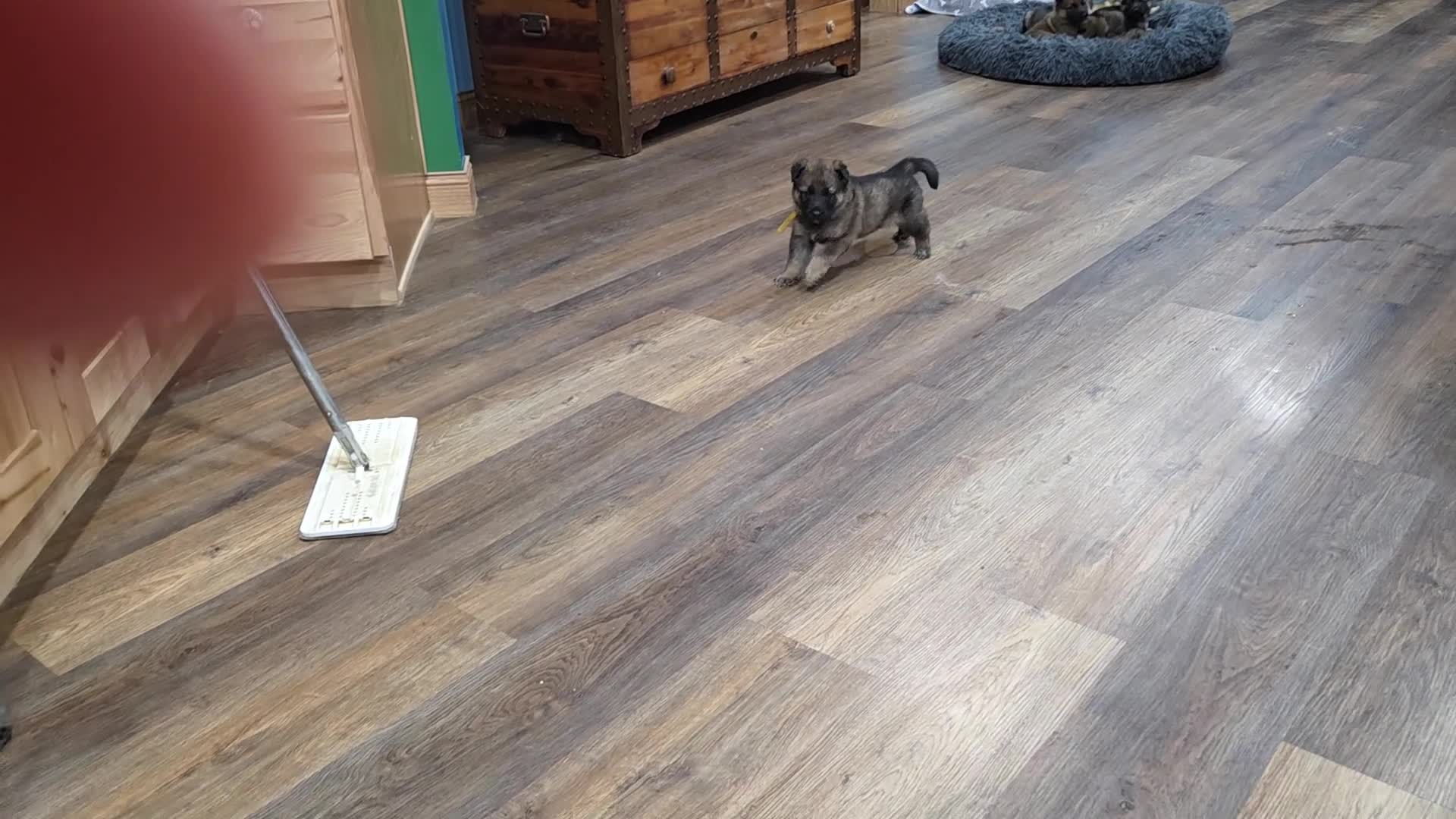 German Shepherd dogs for sale: Sonny - Video 1
