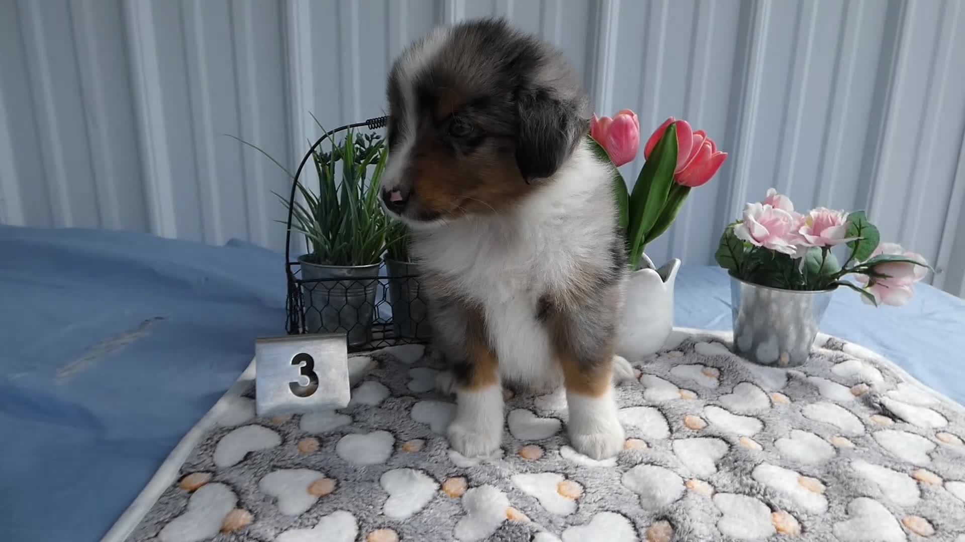 Miniature Australian Shepherd dogs for sale: Miniature Australian Shepherd 3 Rocky - Video 1