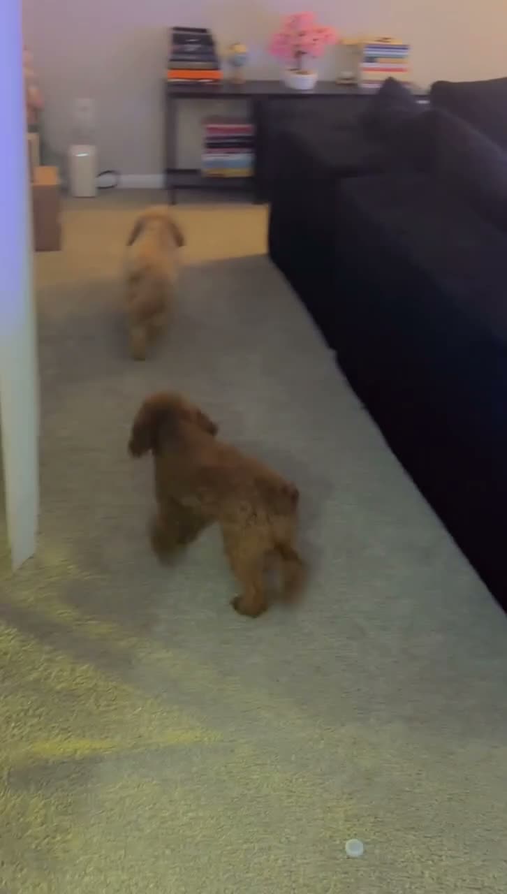 Cockapoo dogs for sale: Cockapoo - Video 3
