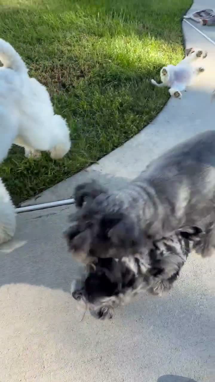 Miniature Schnauzer dogs for sale: Rosie - Video 1