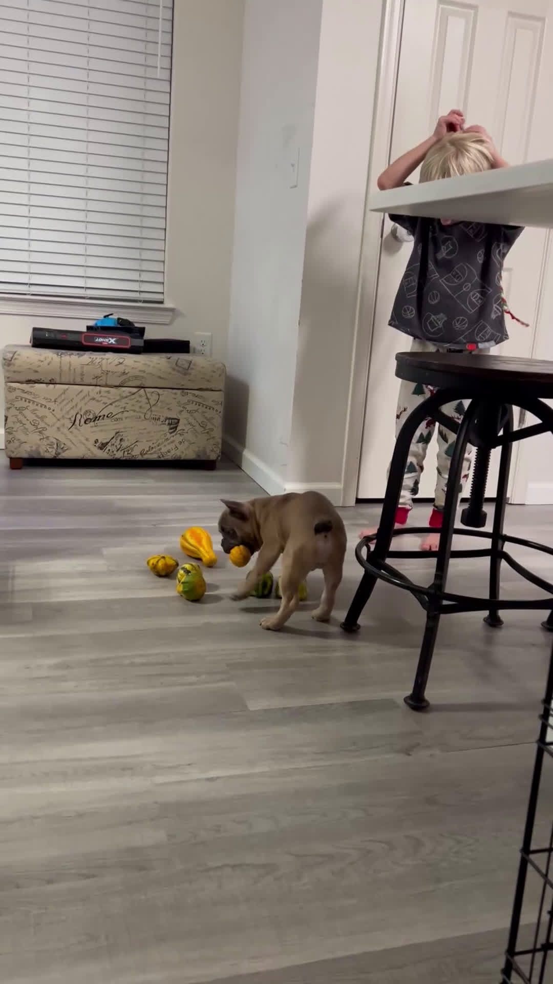 French Bulldog dogs for sale: French Bulldog Puppy 1 - Video 1