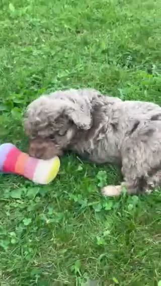 Aussiedoodle dogs for sale: Ginger Miniature Aussiedoodle  - Video 2