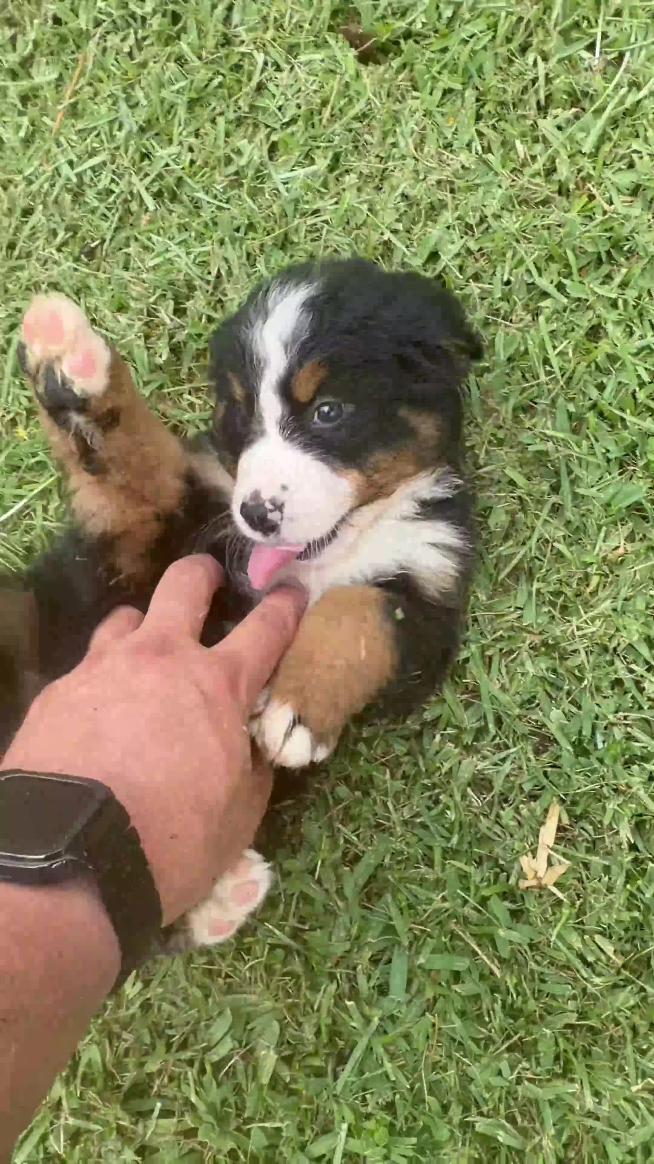 Bernese Mountain Dog dogs for sale: Bernese Mountain Dog 3 - Video 1