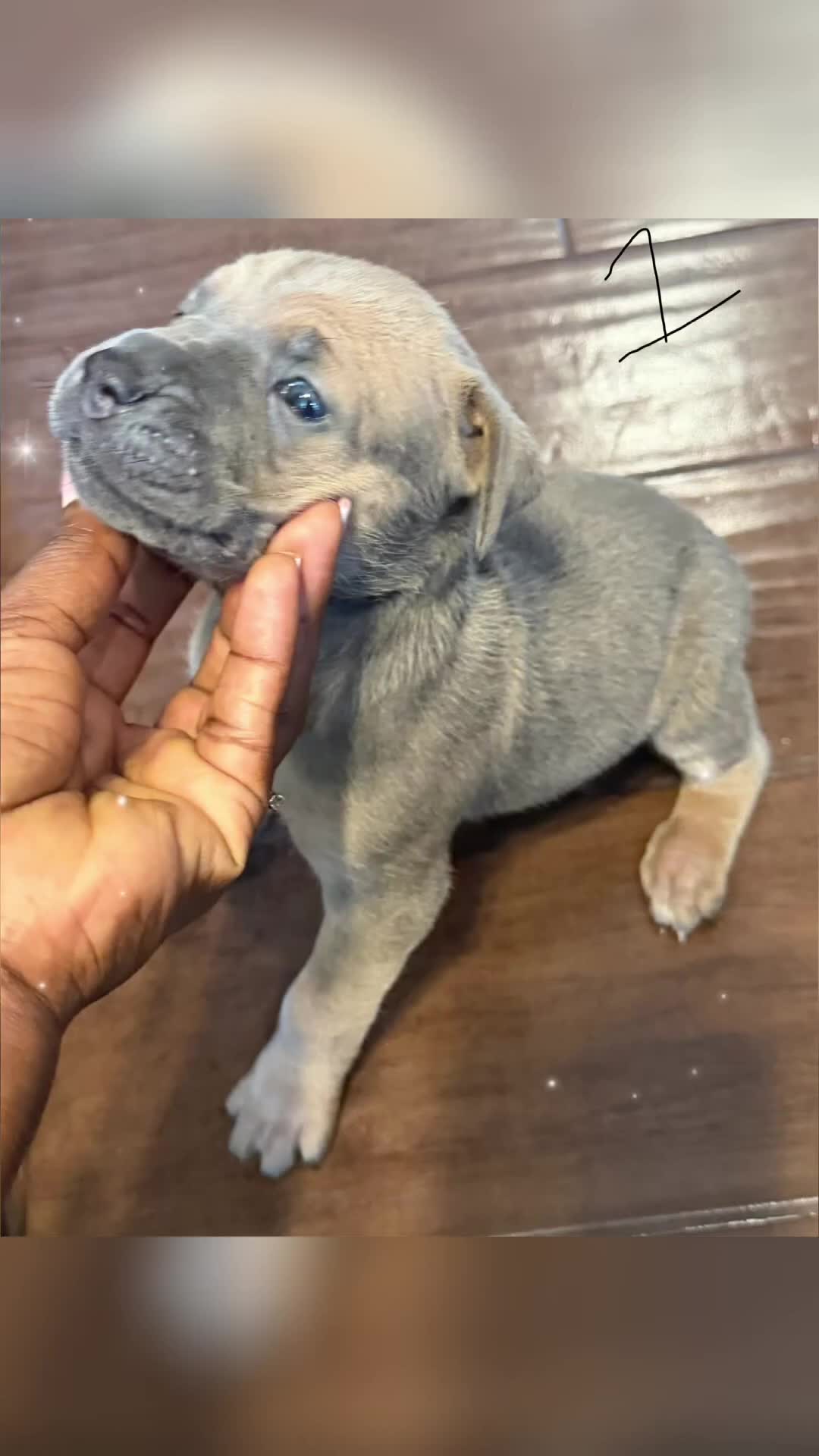 Cane Corso dogs for sale: Cane Corso Puppy 5 - Video 1