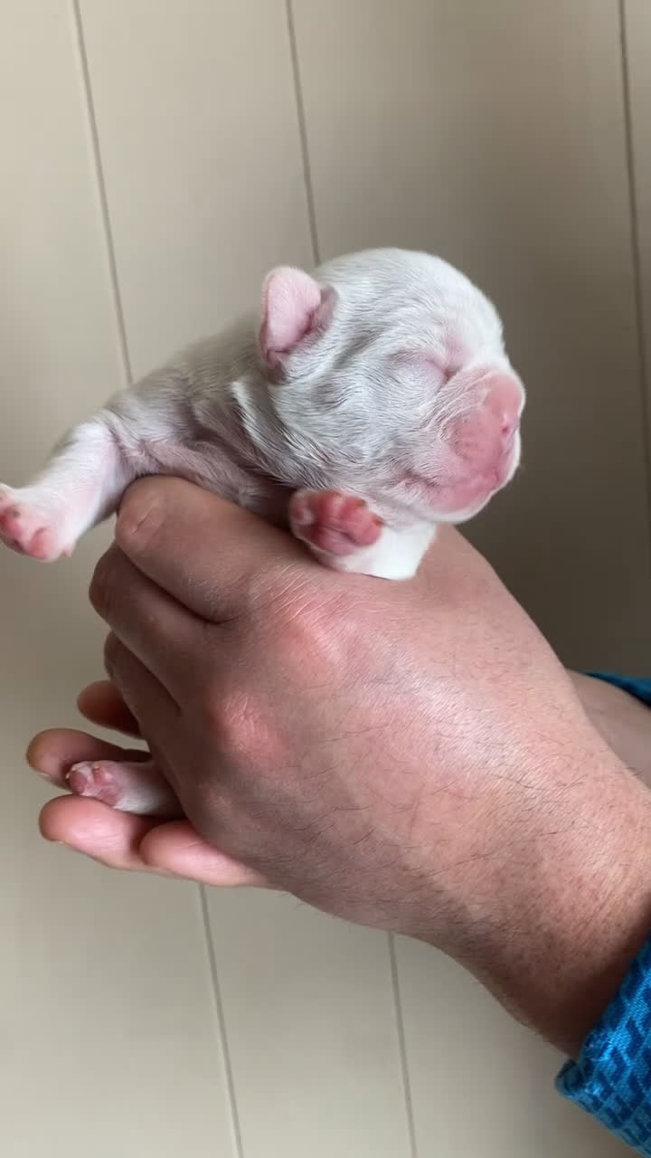 French Bulldog dogs for sale: French Bulldog Puppy 3 - Video 1