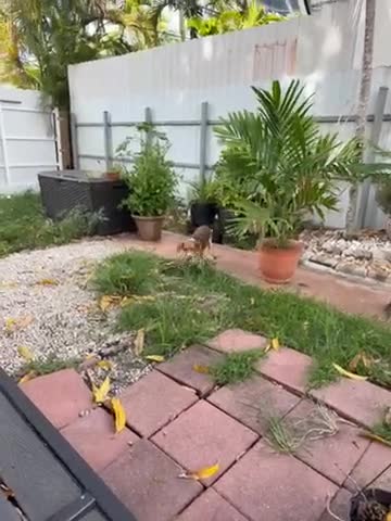 Beagle dogs for sale: Beagle 6 - Video 1