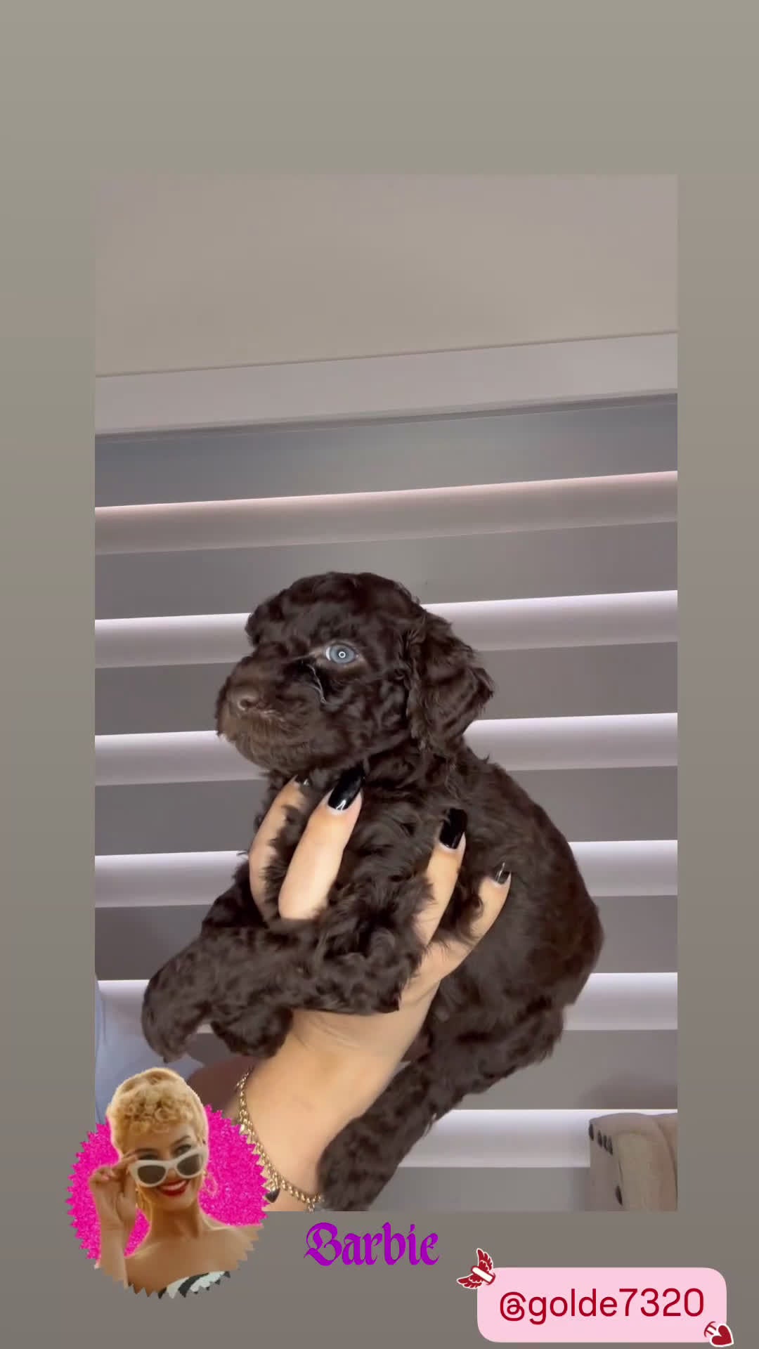 Goldendoodle dogs for sale: Goldendoodle Puppy 6 - Video 1