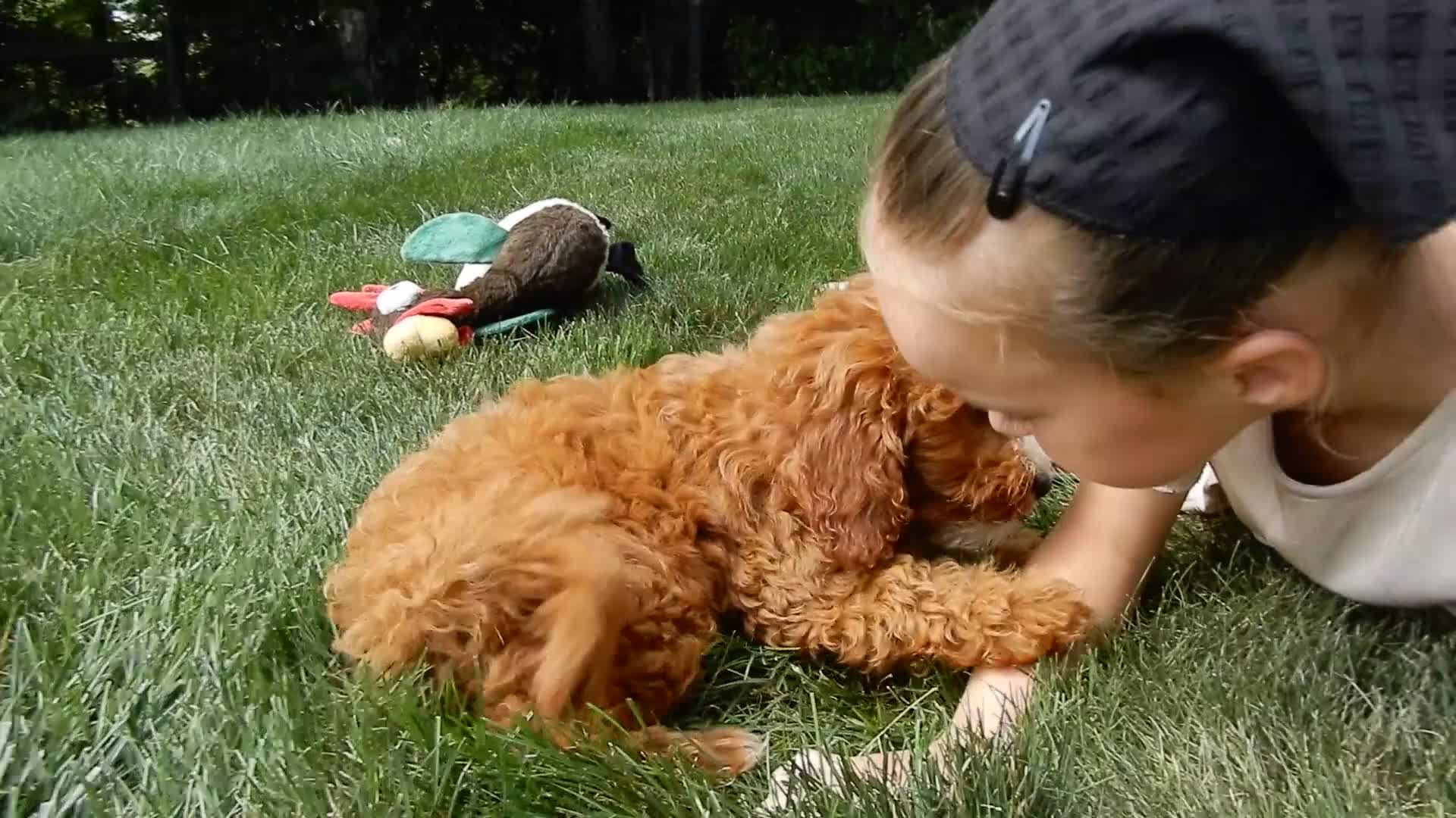 Mini Goldendoodle dogs for sale: Jane - Video 1