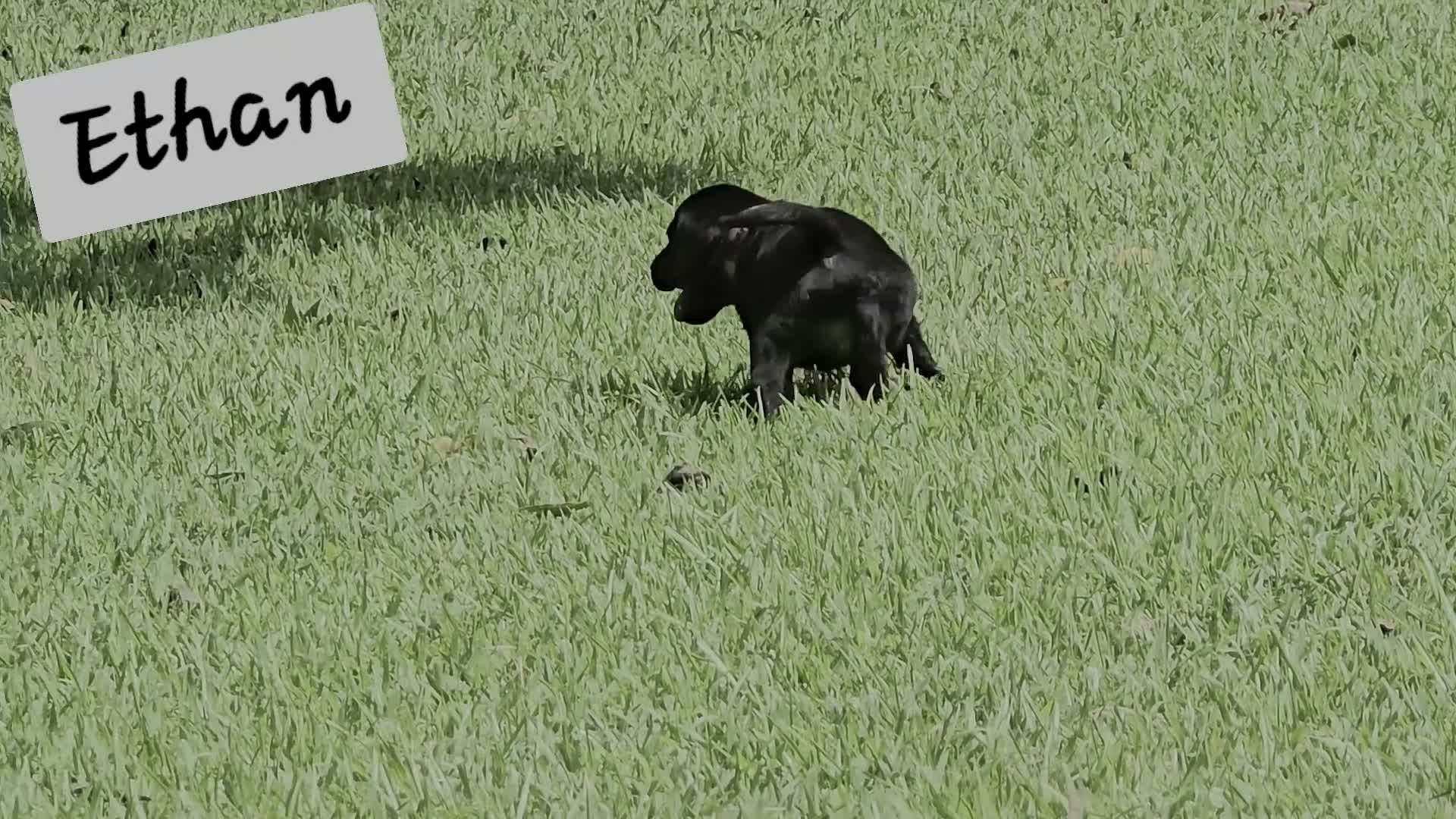 Labrador Retriever dogs for sale: Ethan - Video 1