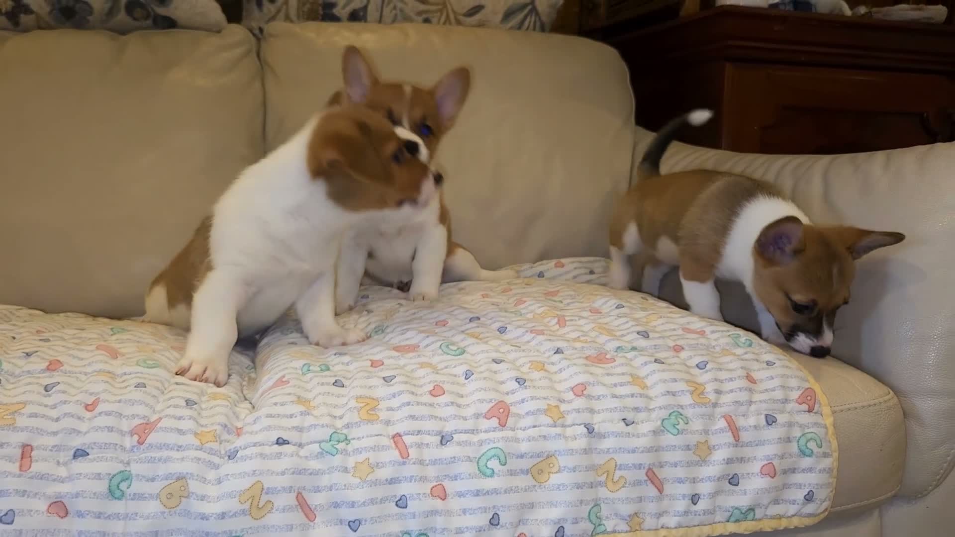 Mixed Breed dogs for sale: Athena - Video 2