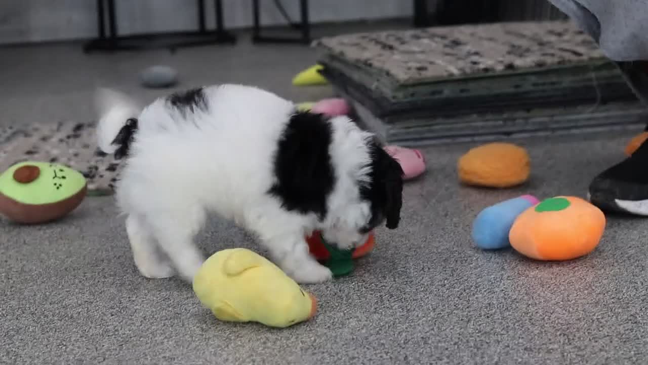 Cavapoo dogs for sale: Hunter - Video 1