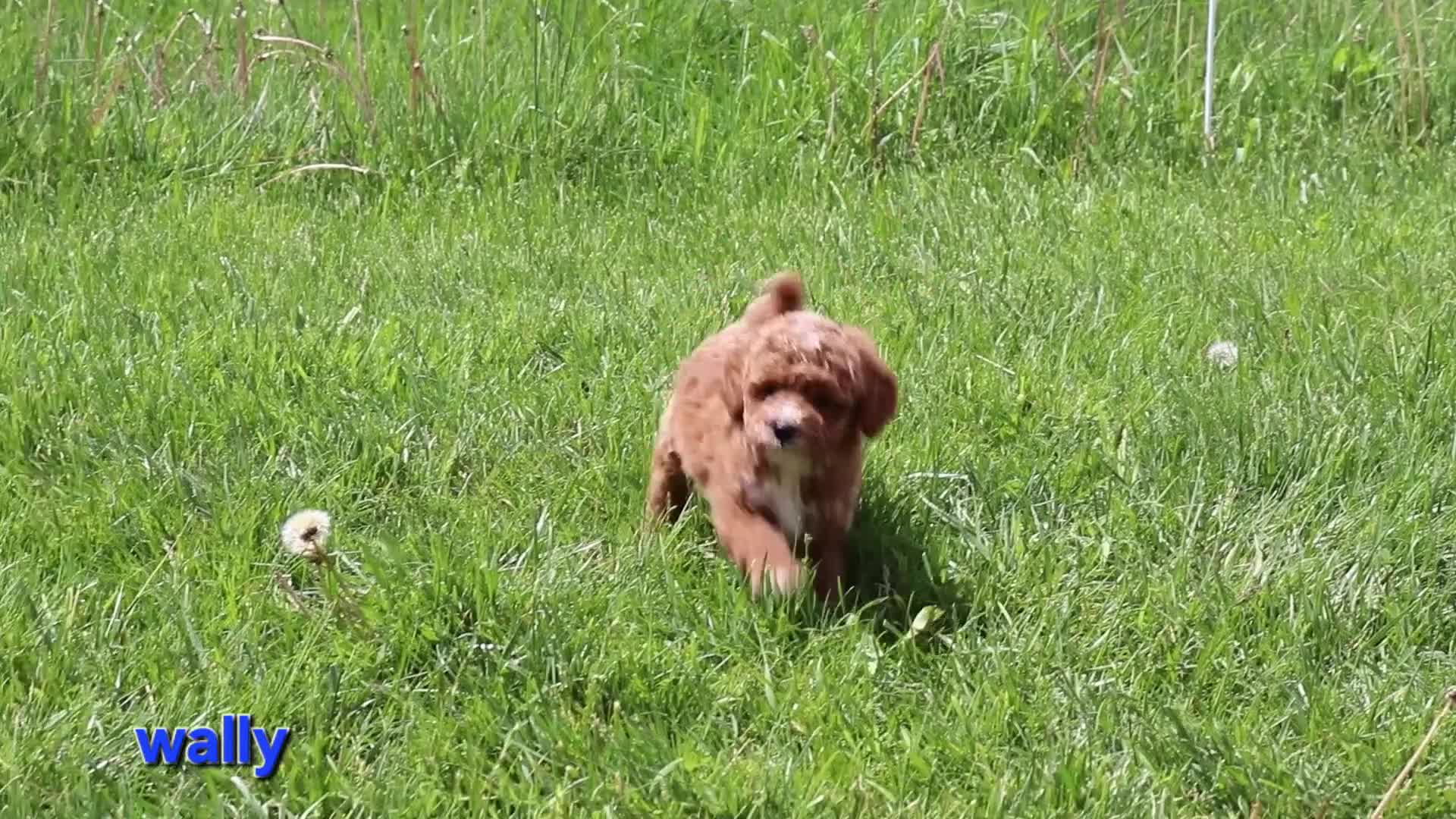 Cavapoo dogs for sale: Wally - Video 1