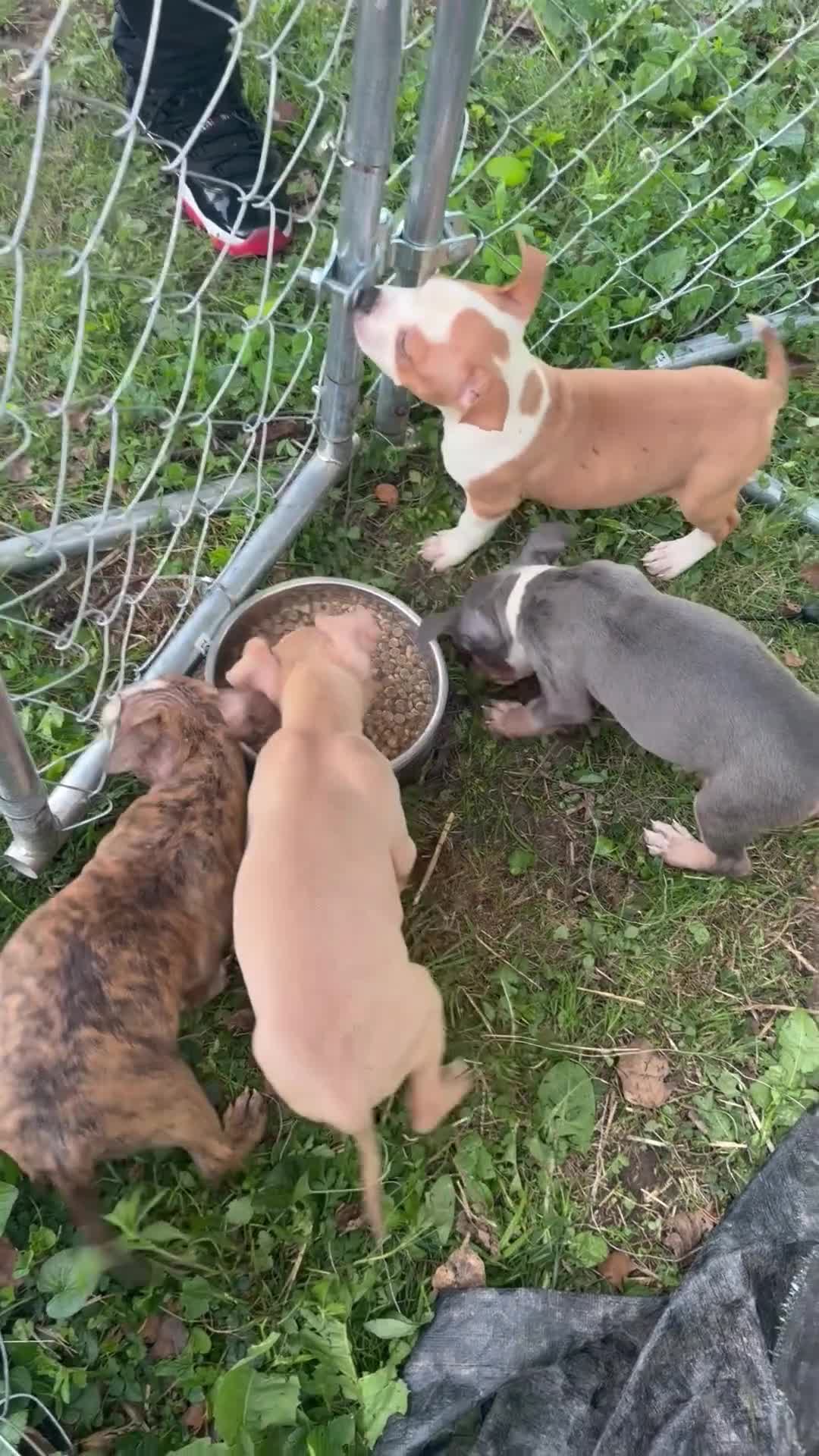 American Bully dogs for sale: Saint  - Video 2