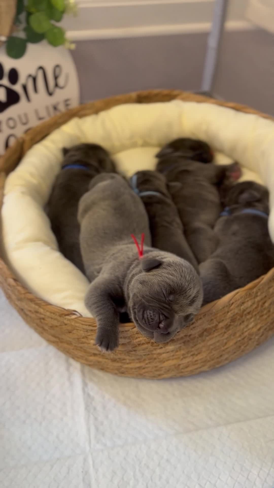 Cane Corso dogs for sale: Saber  - Video 2